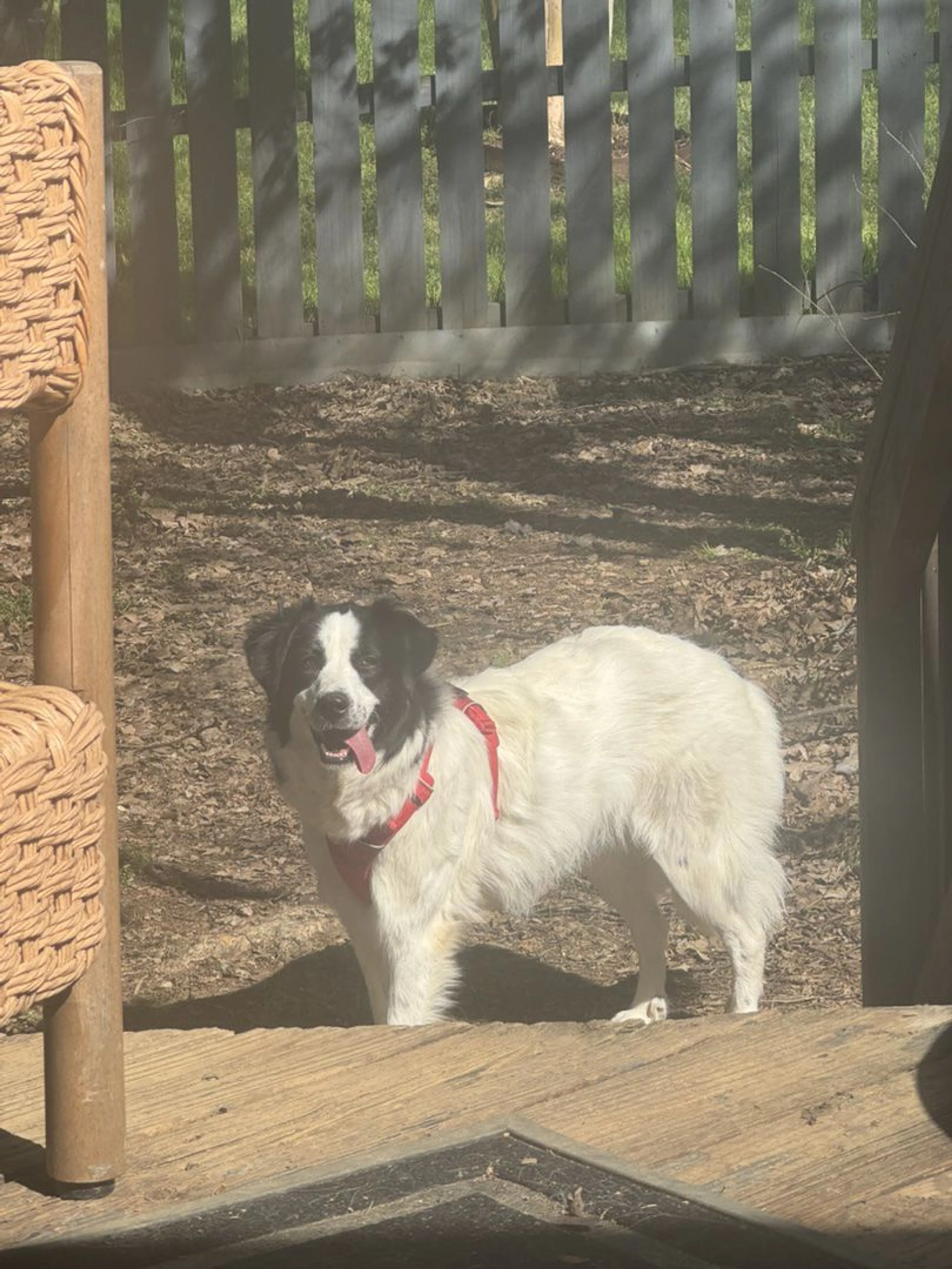 Lost pet-0