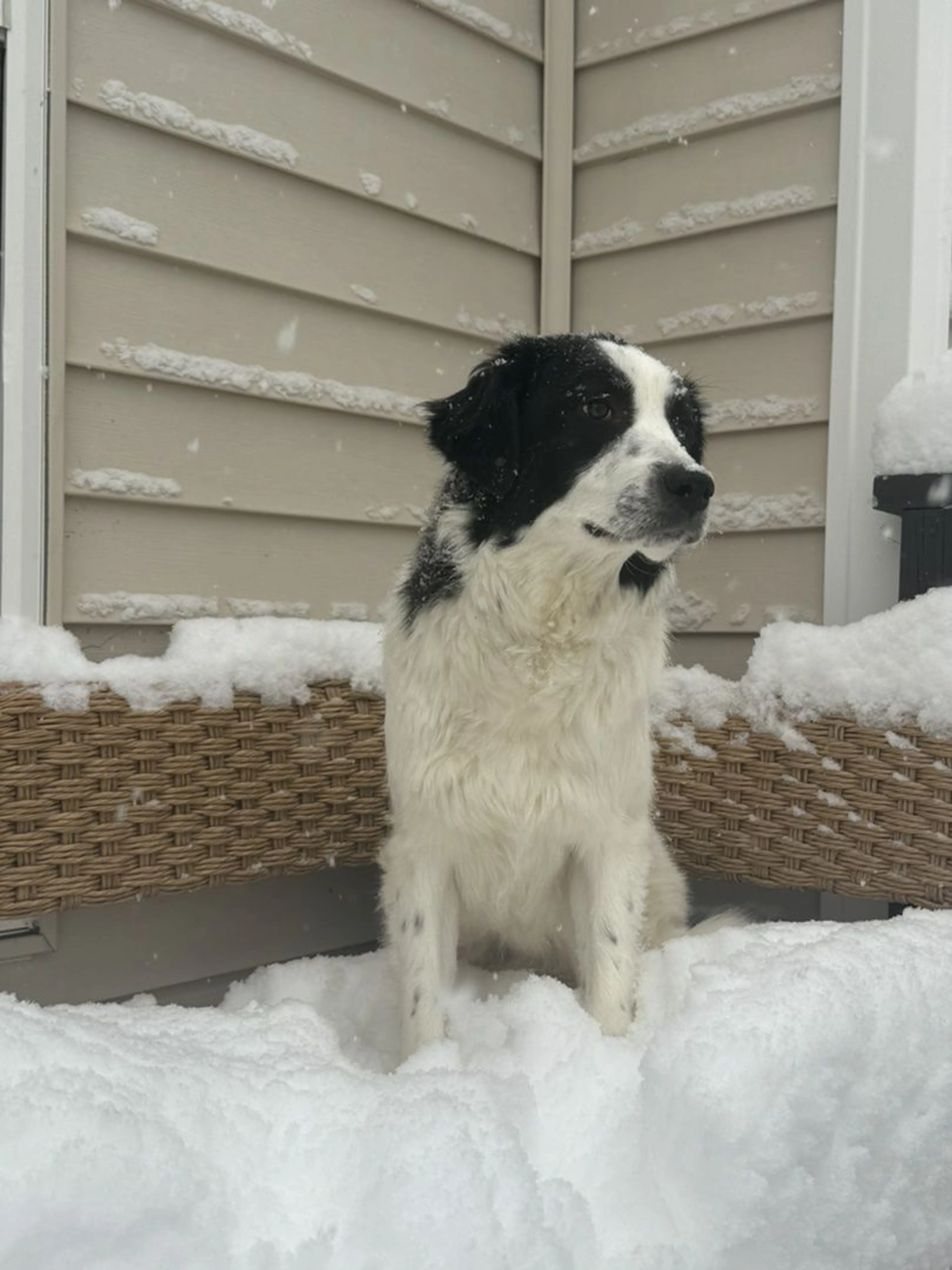 Lost pet-1