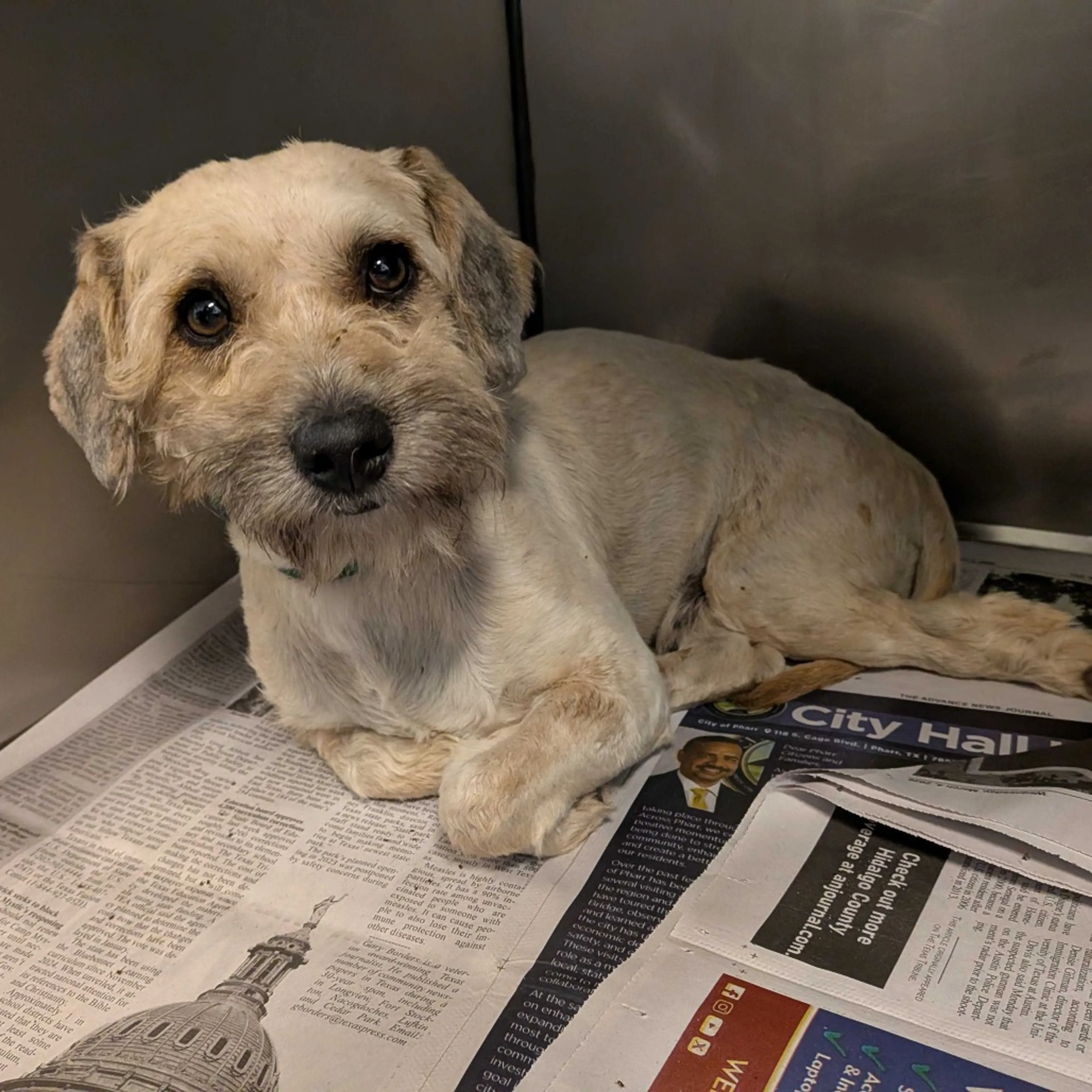 Found pet-3