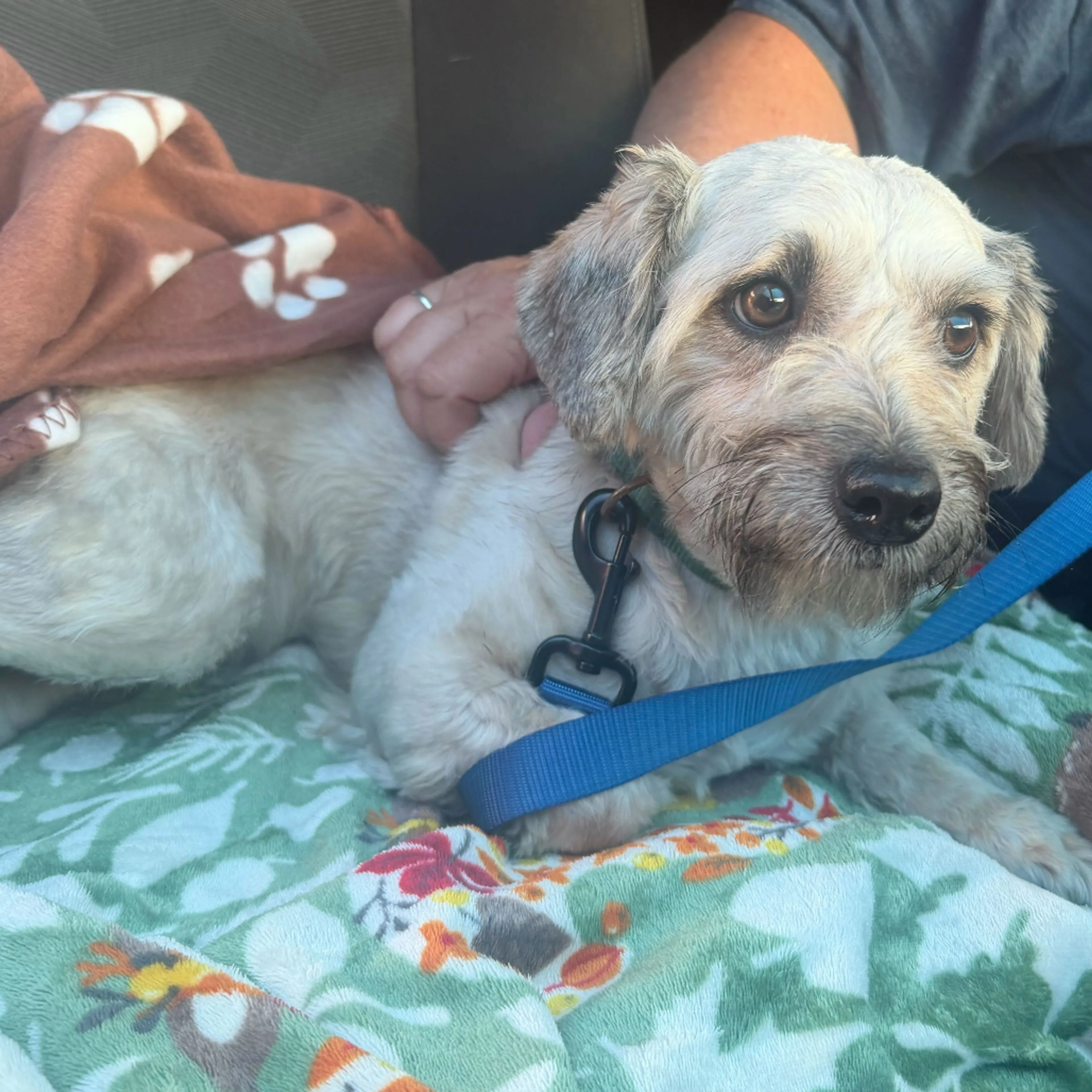 Found pet-4