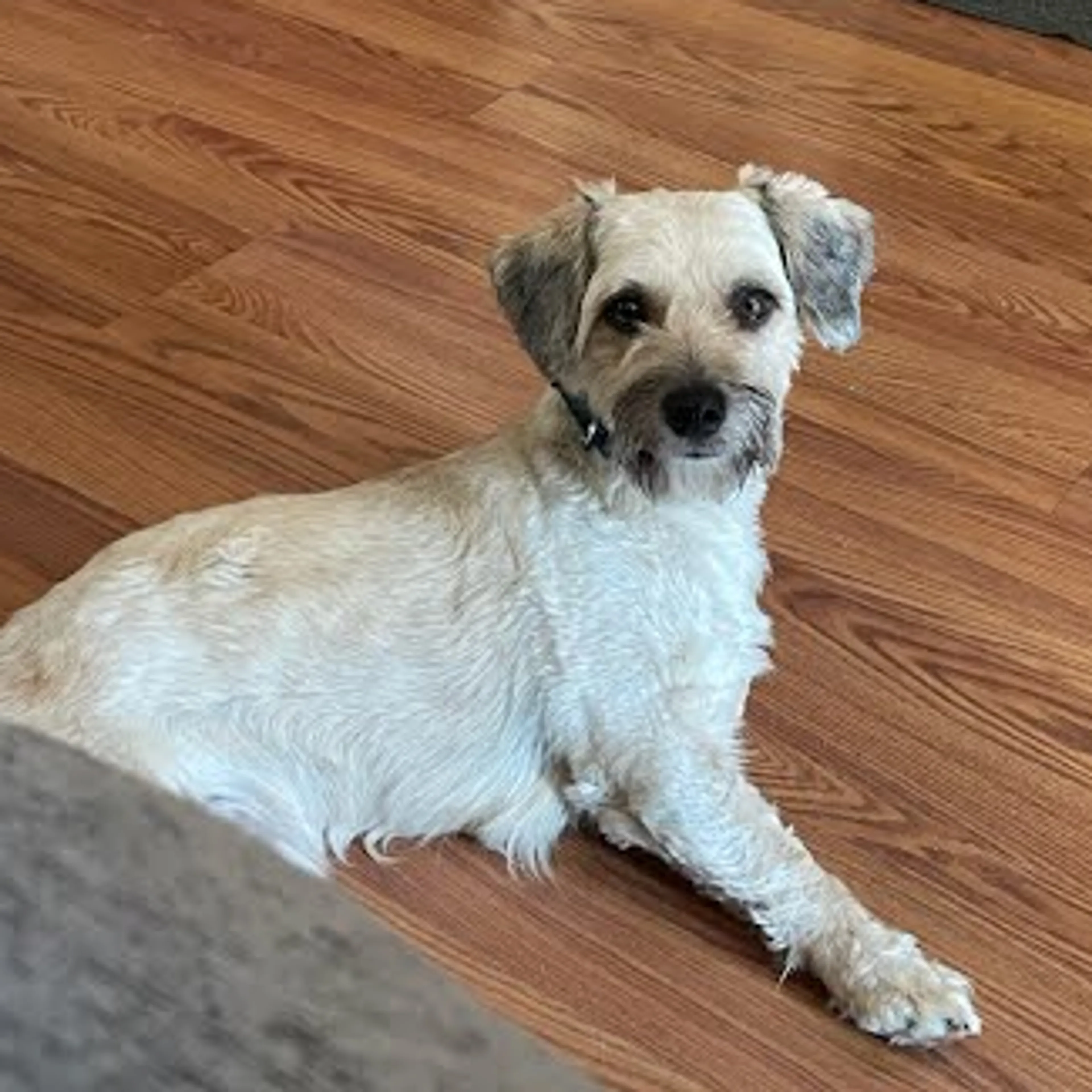 Found pet-6