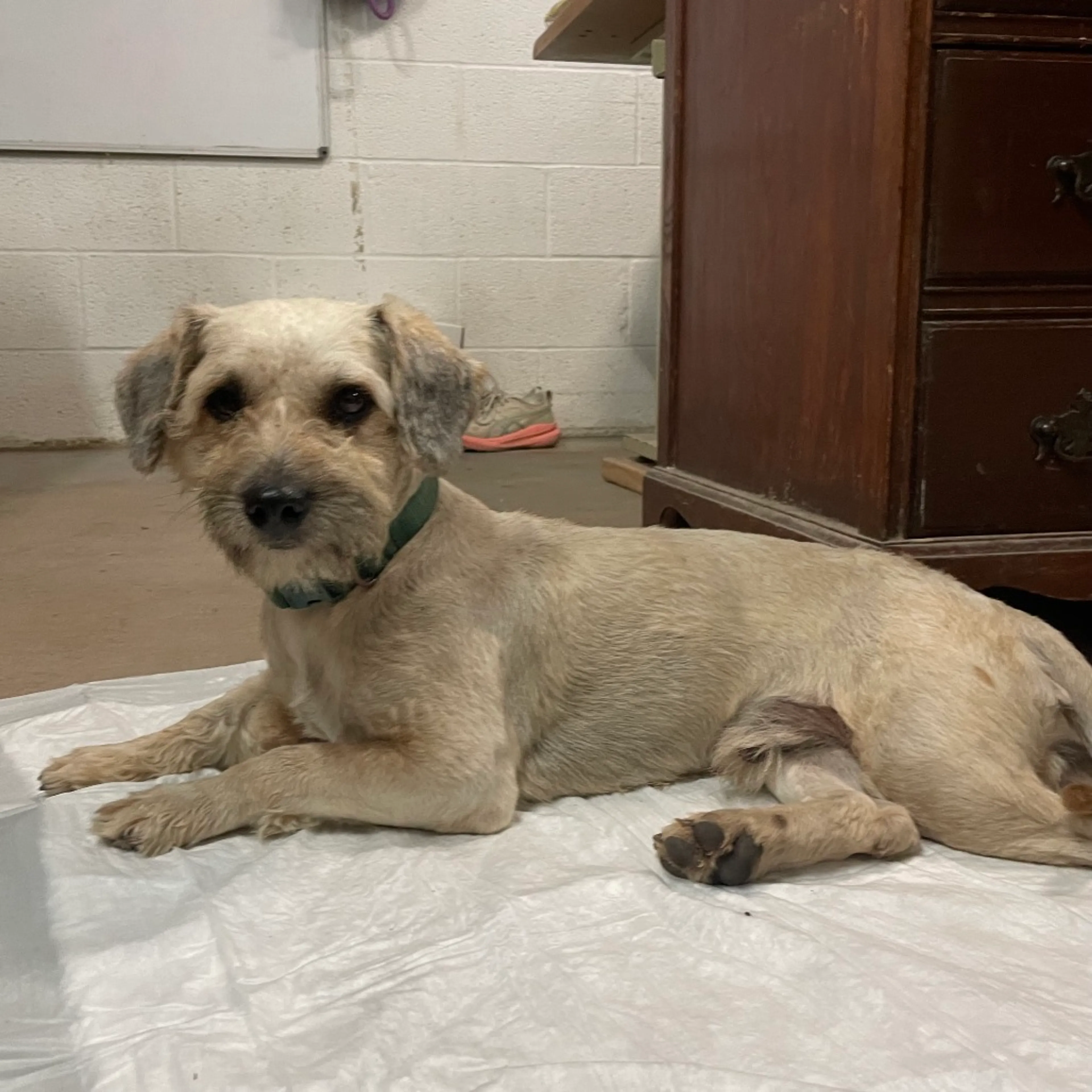 Found pet-1