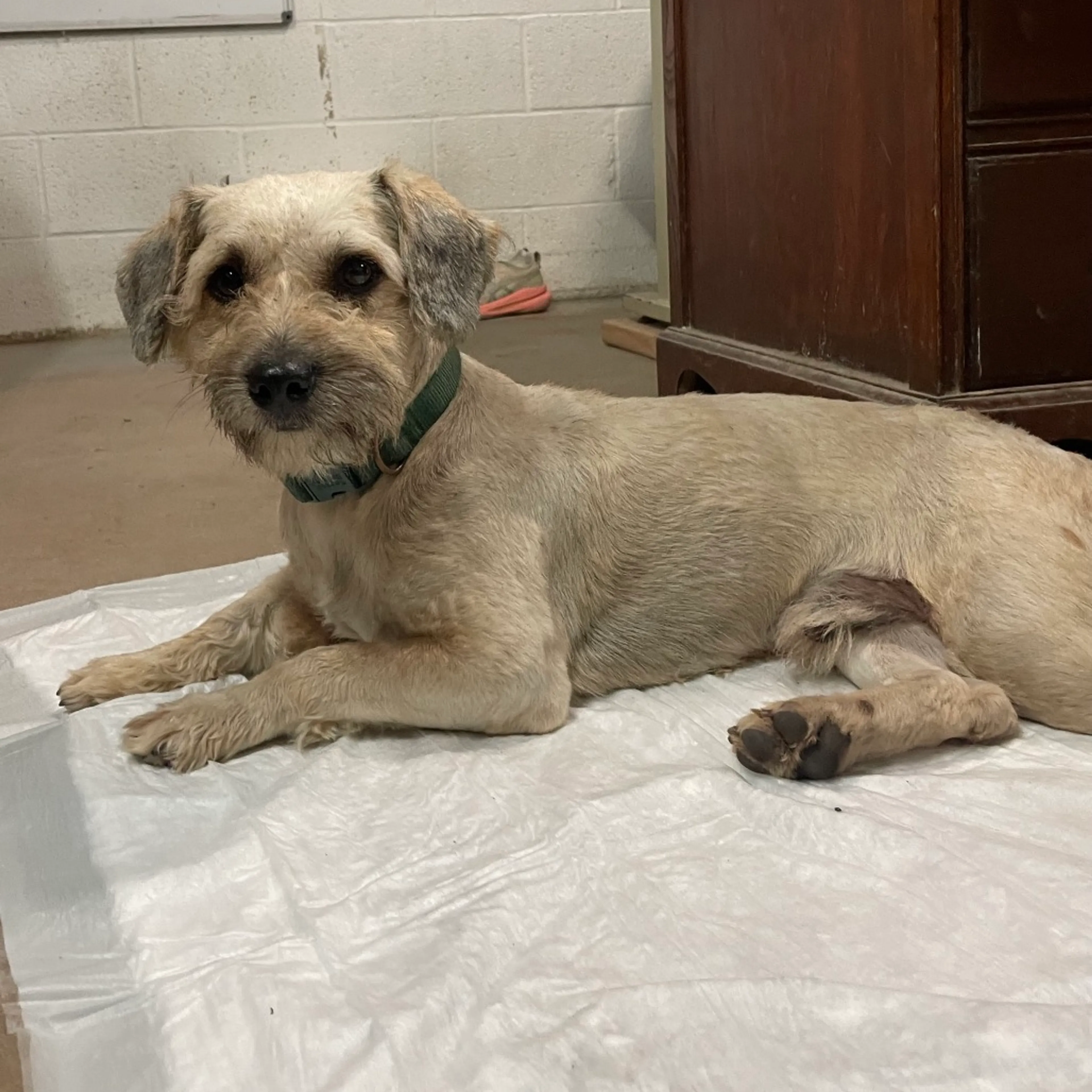 Found pet-2