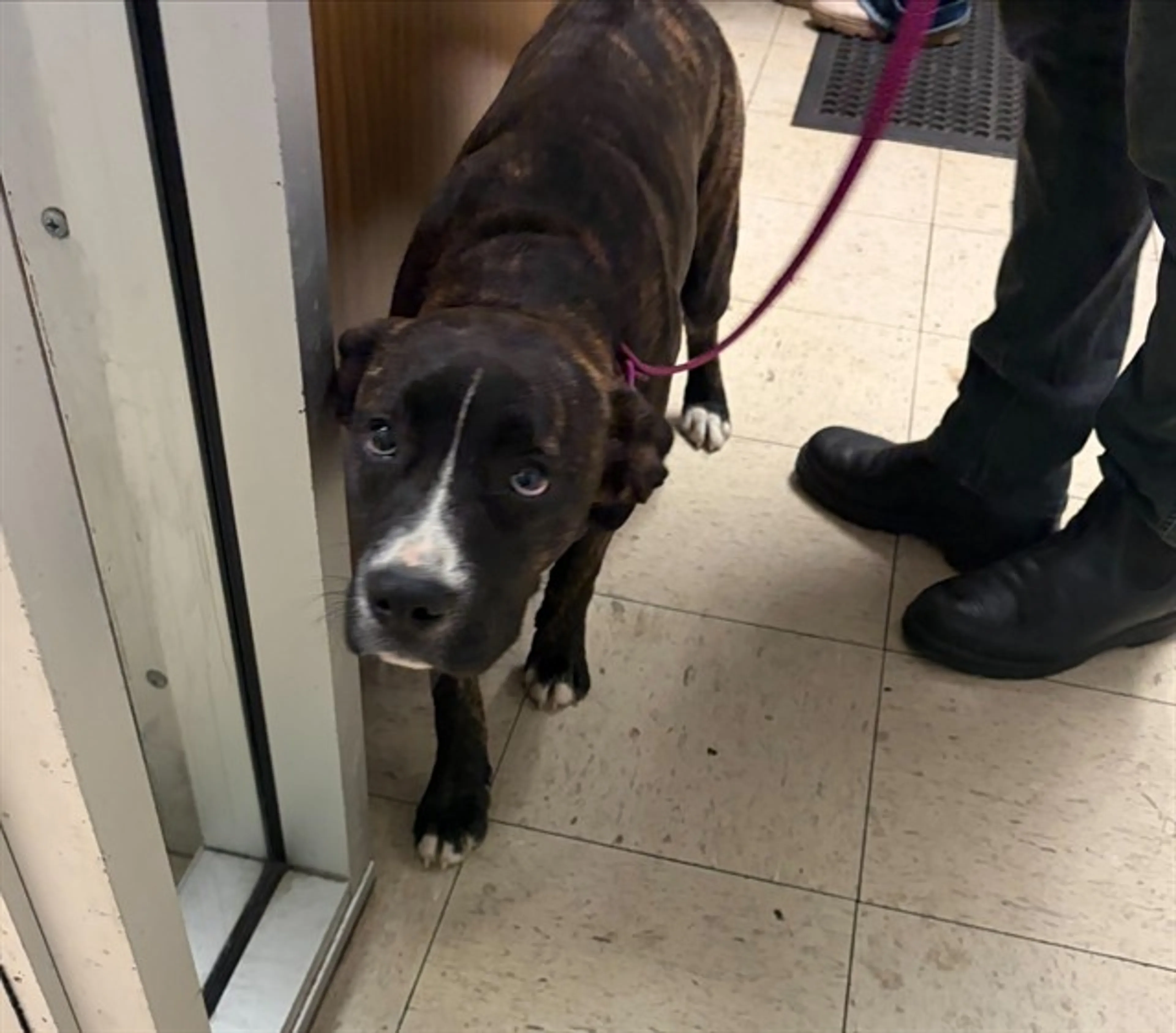 Found pet