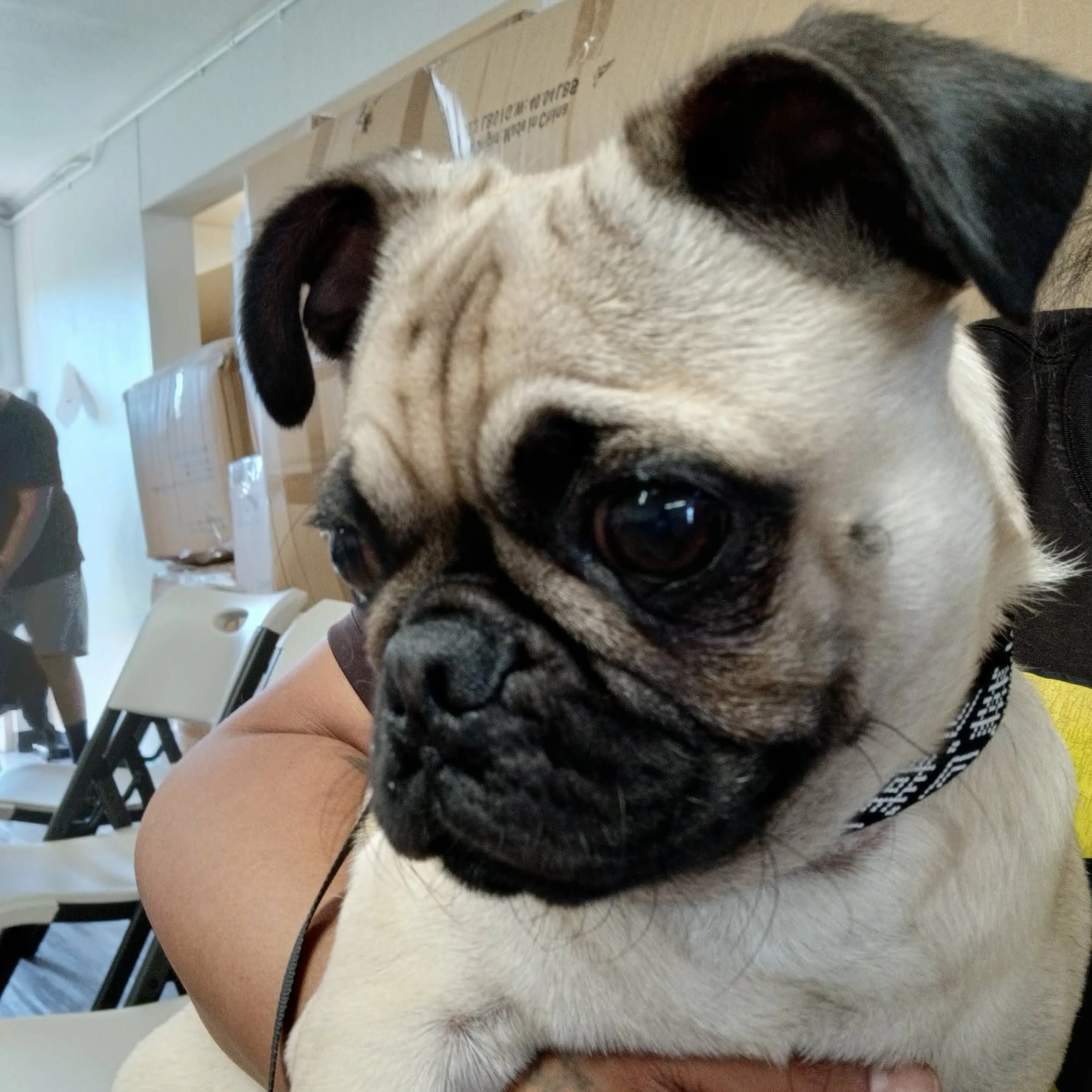 Lost pet-2