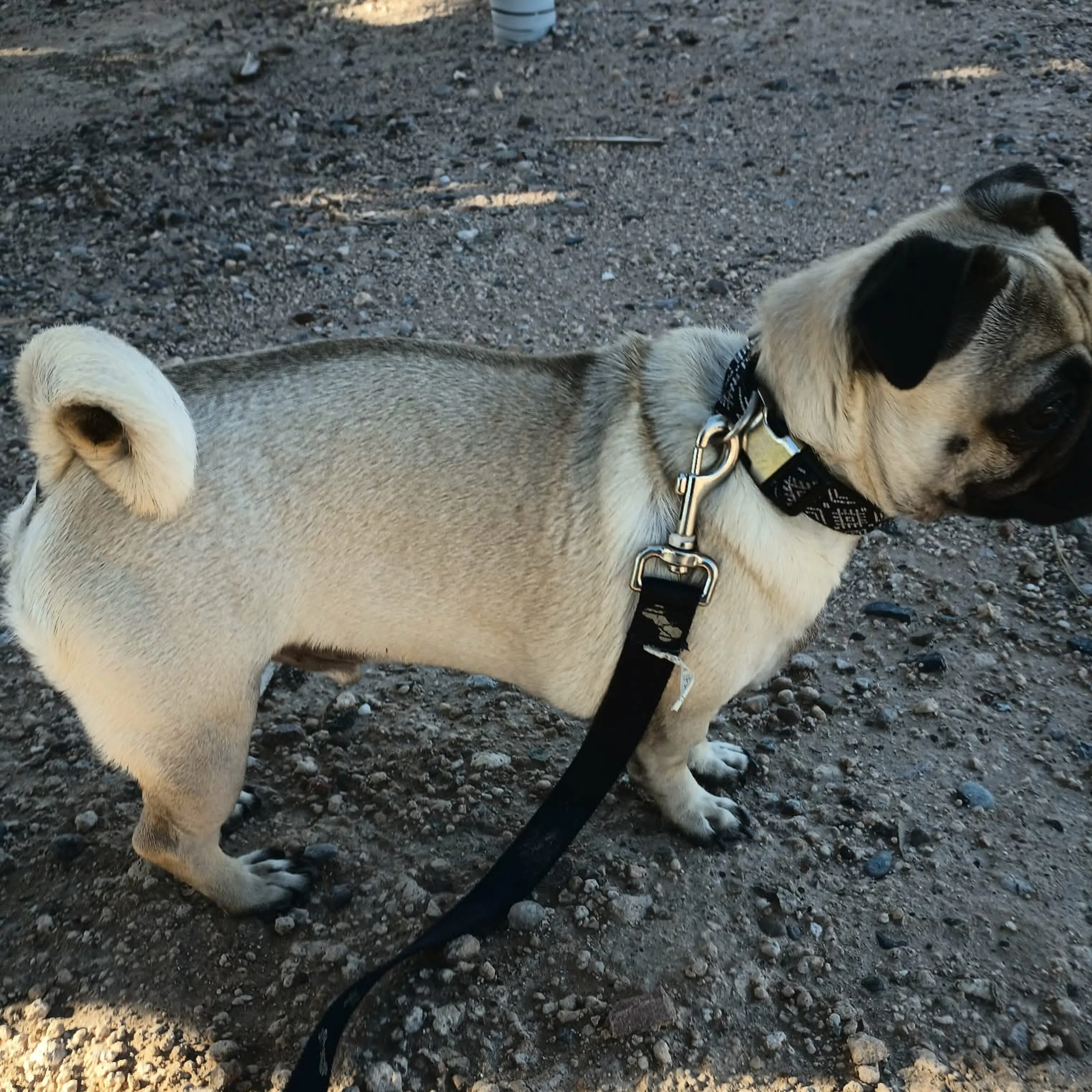 Lost pet-1