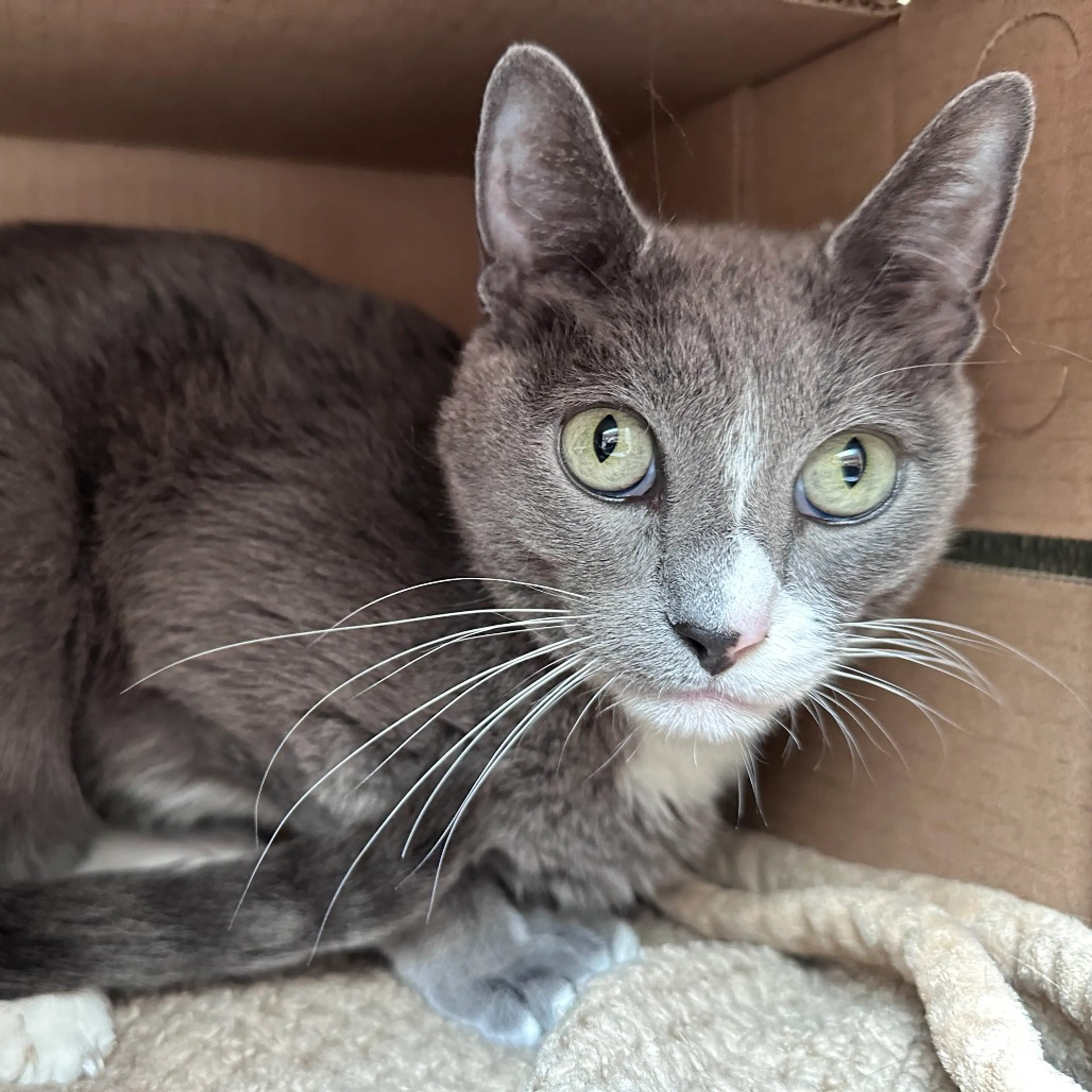 Found pet-2