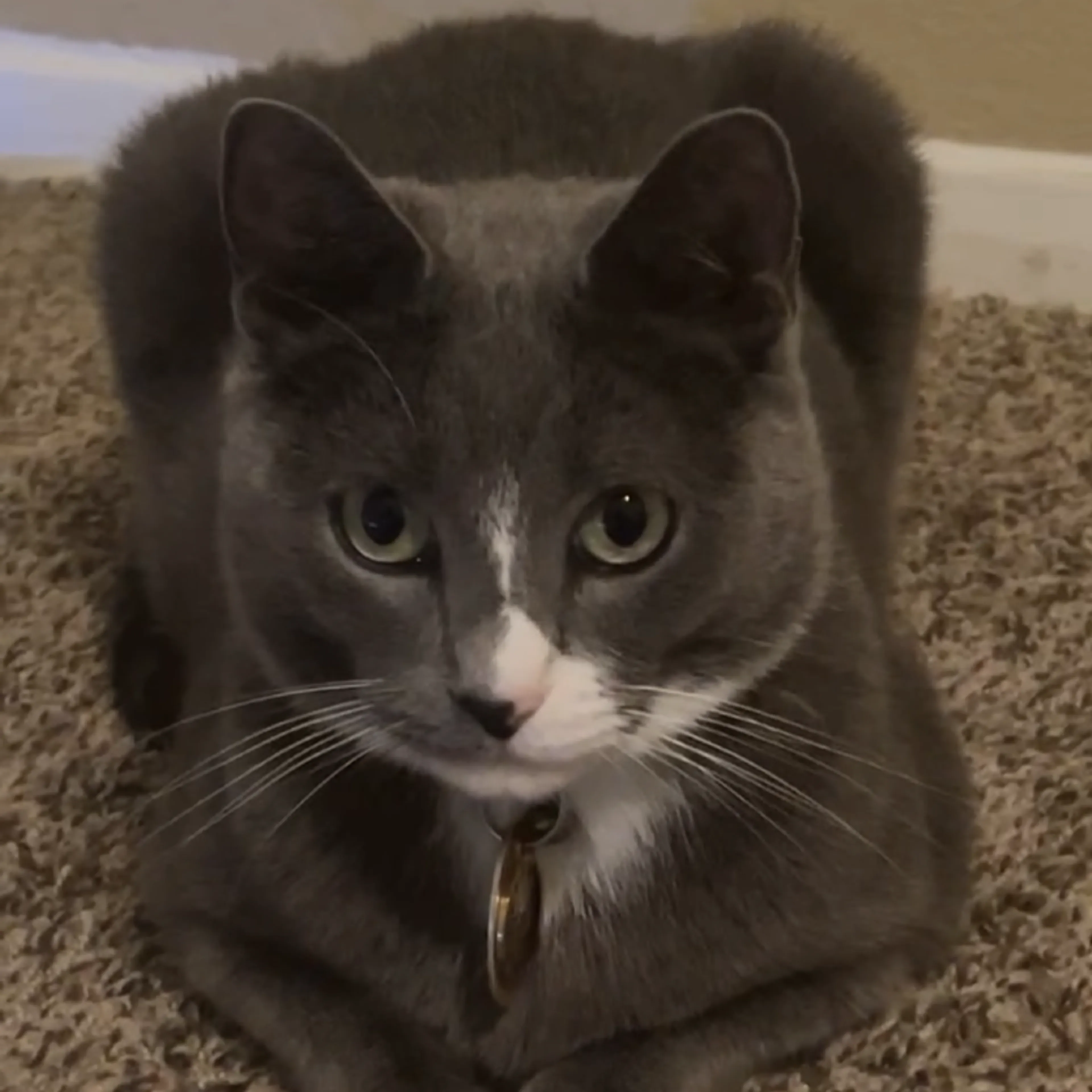 Found pet-1