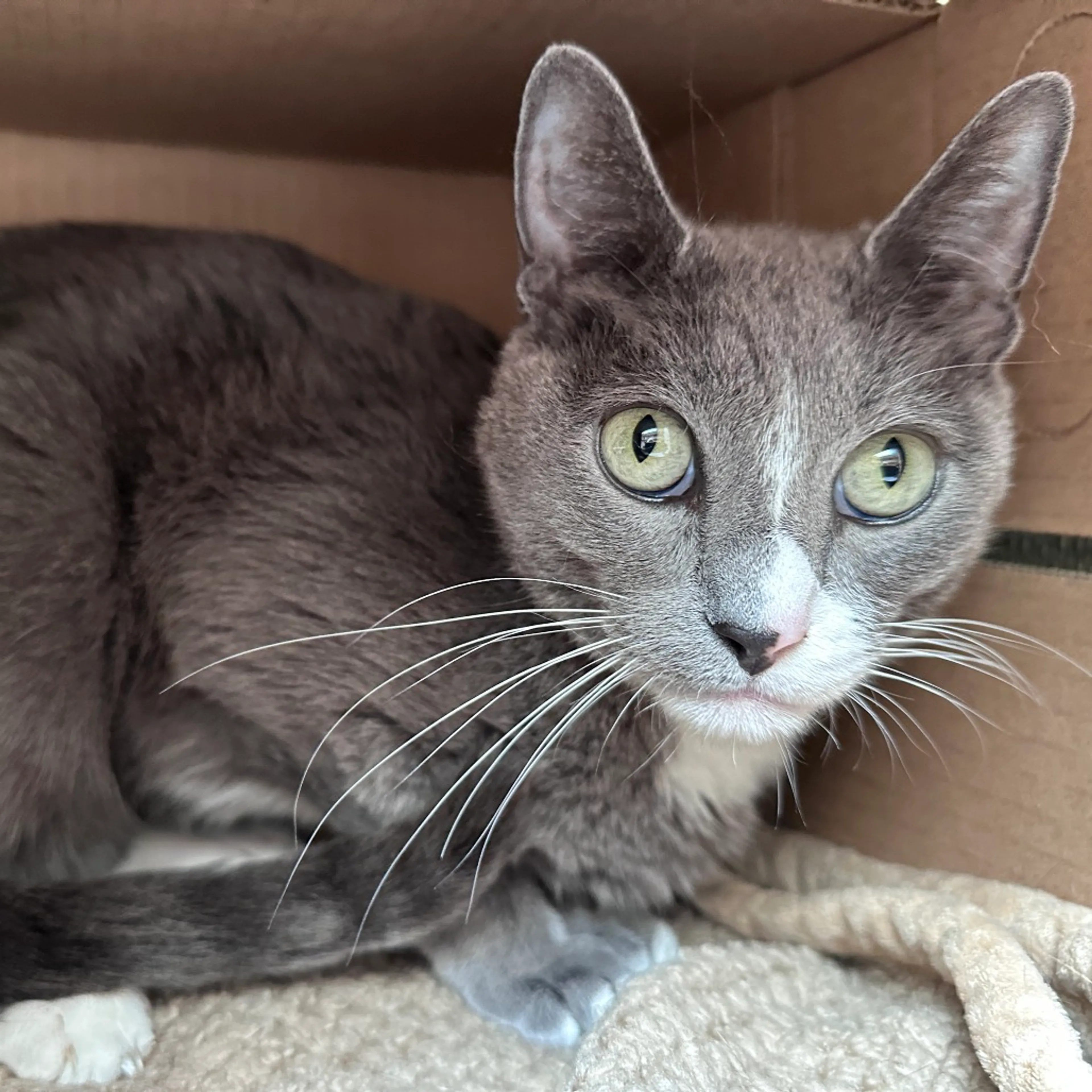 Found pet-3