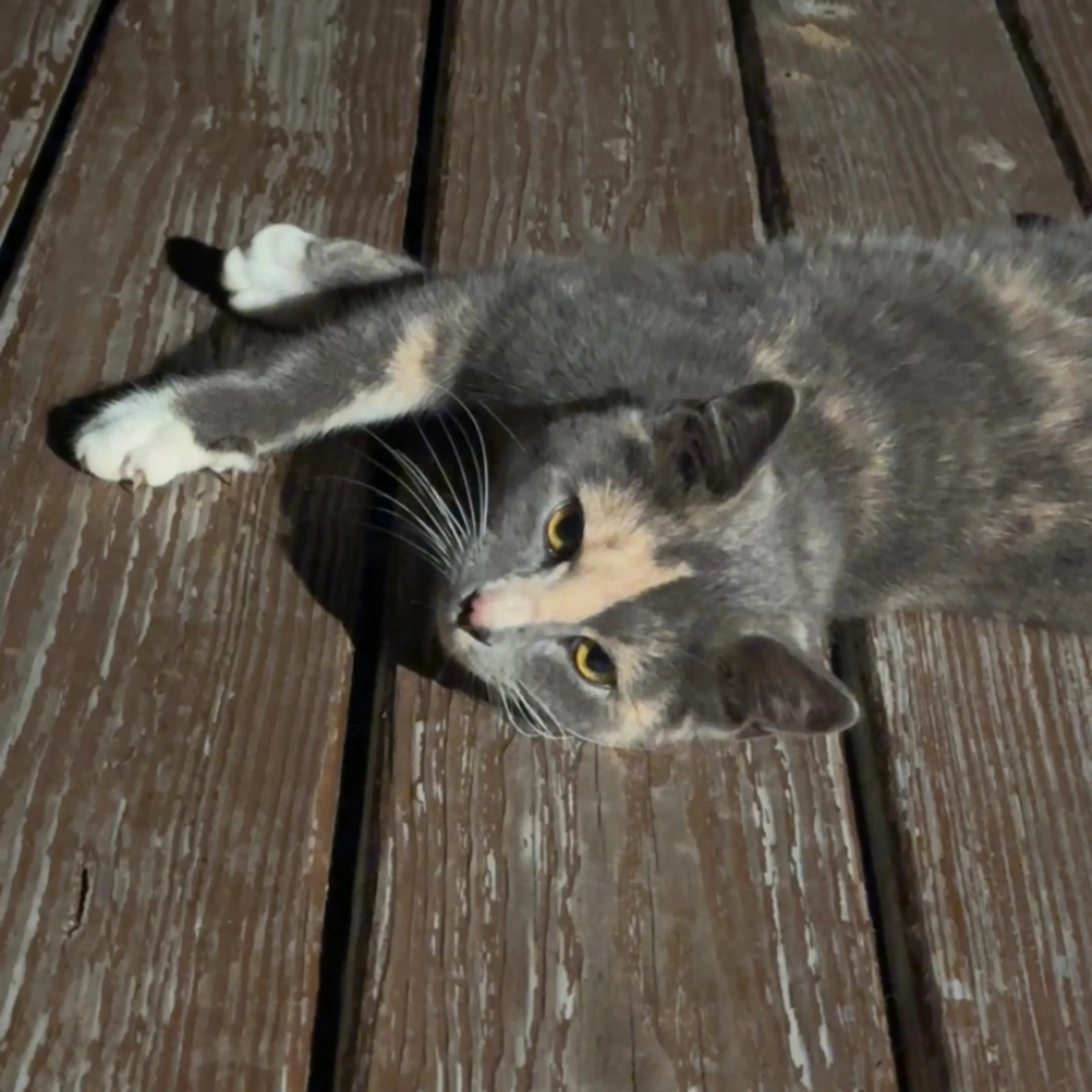 Lost pet
