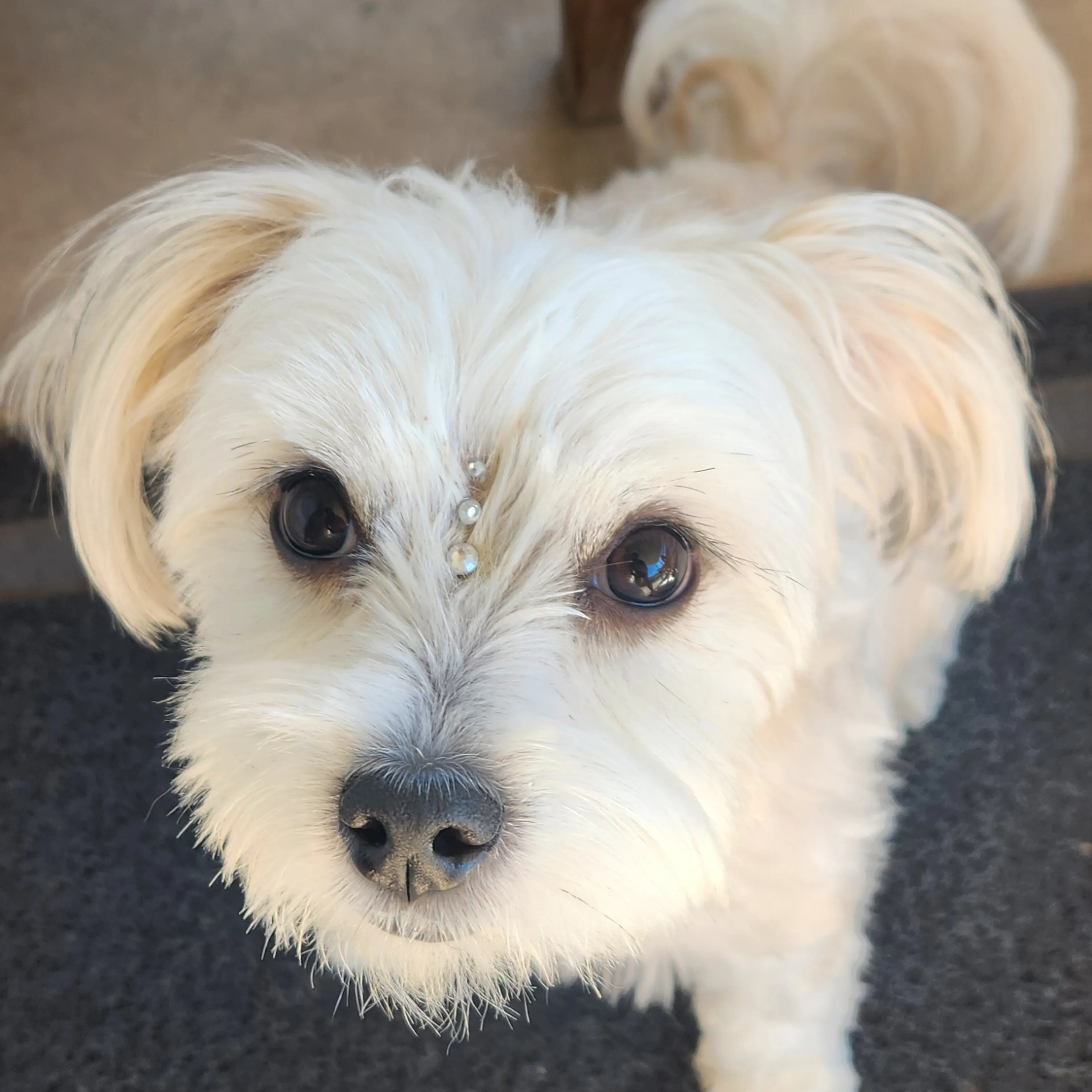 Lost pet-0