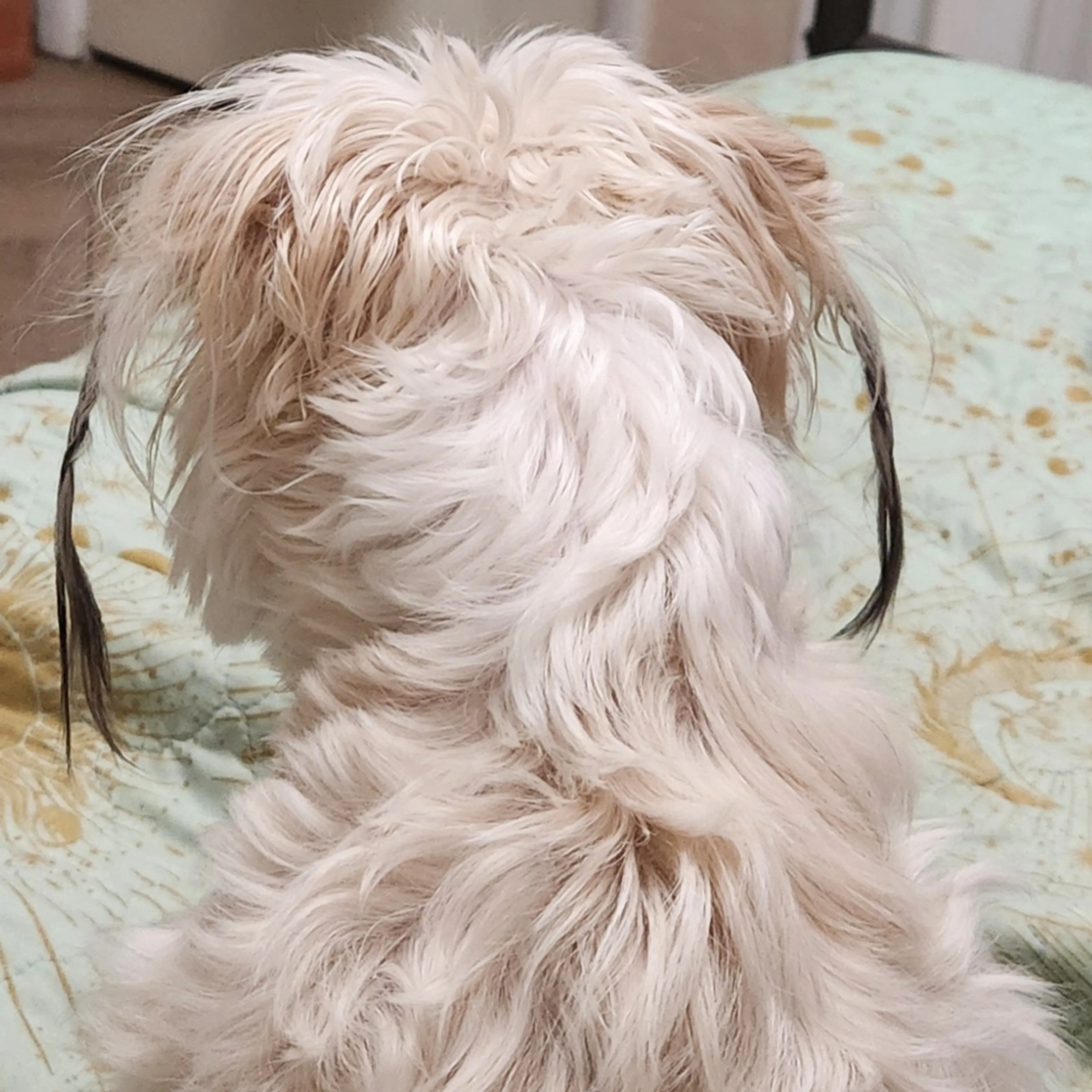 Lost pet-3