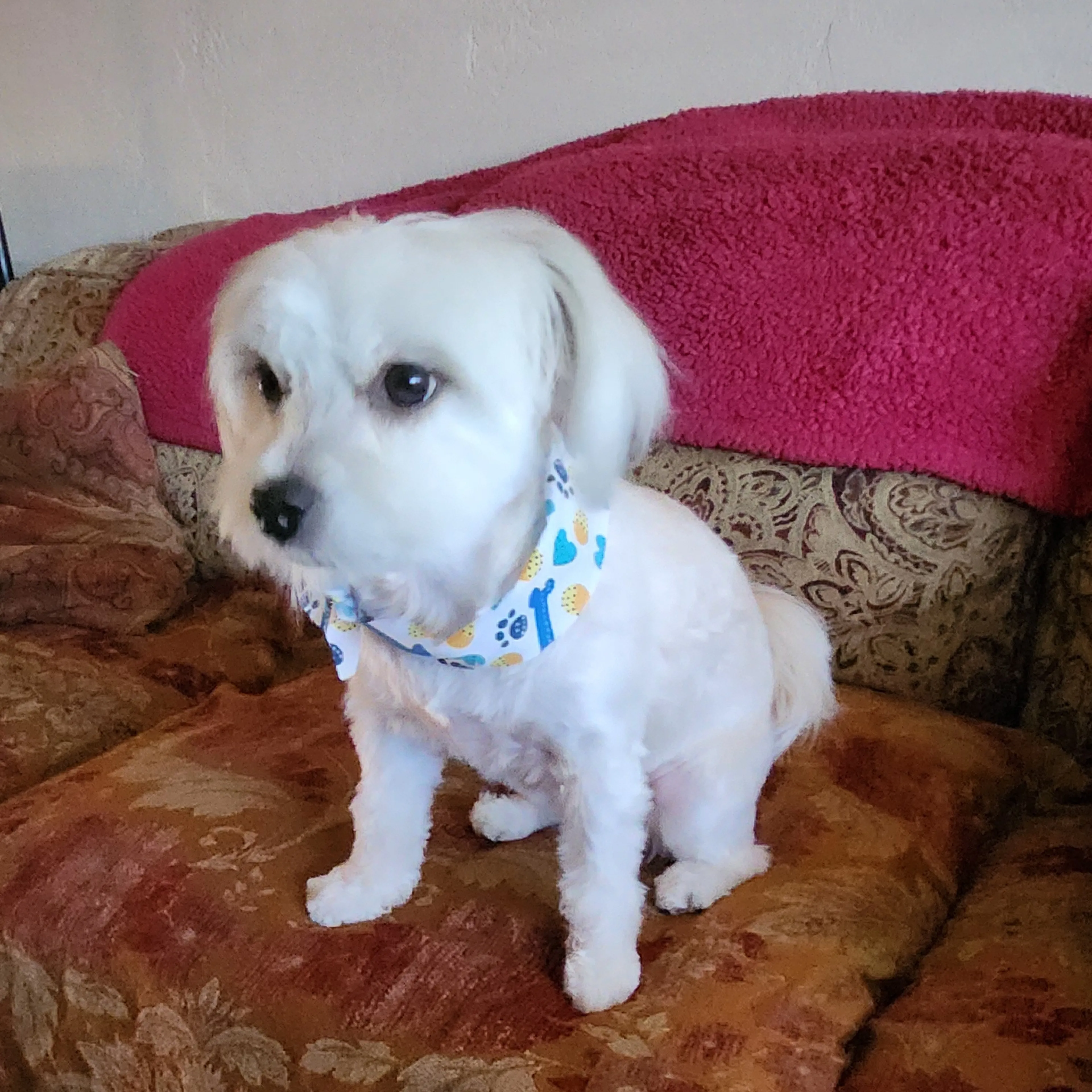 Lost pet-1