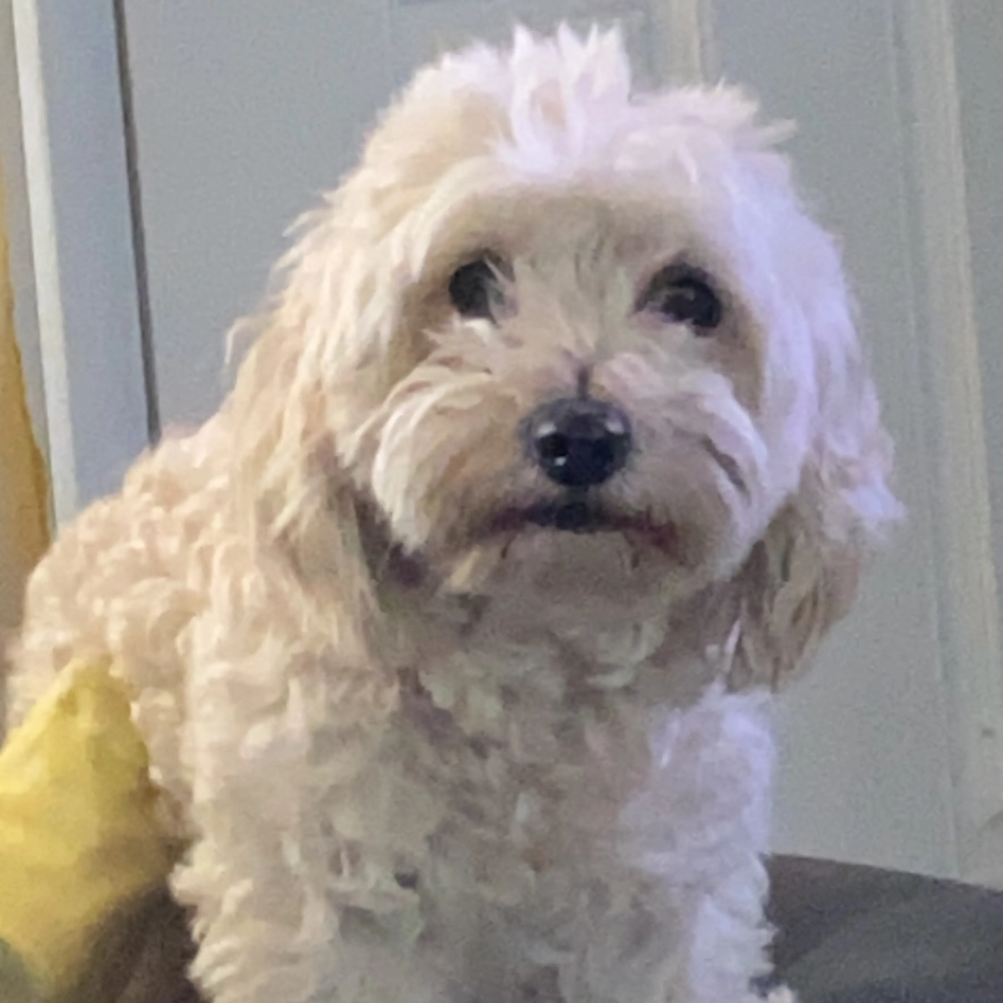 Lost pet-2