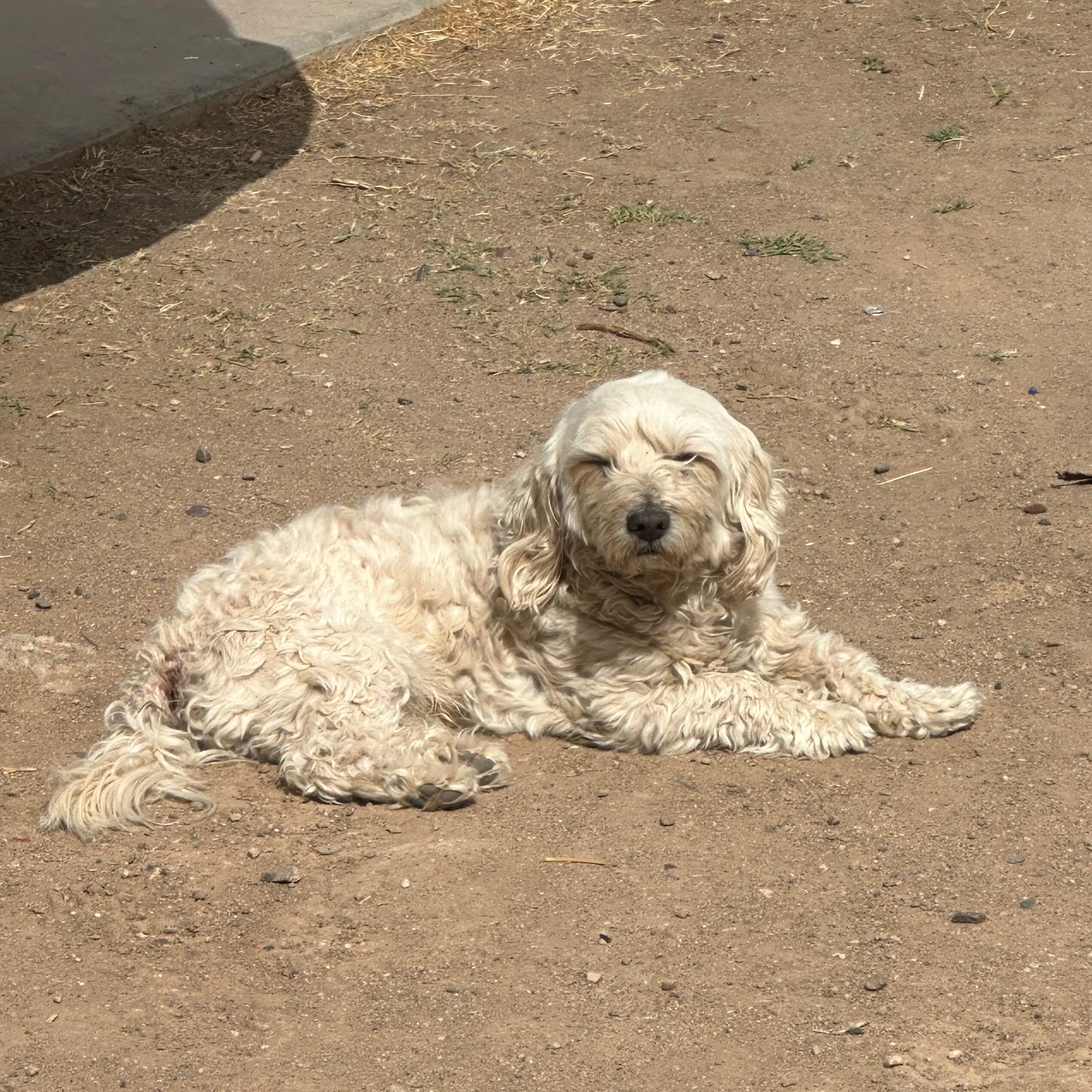 Lost pet-1