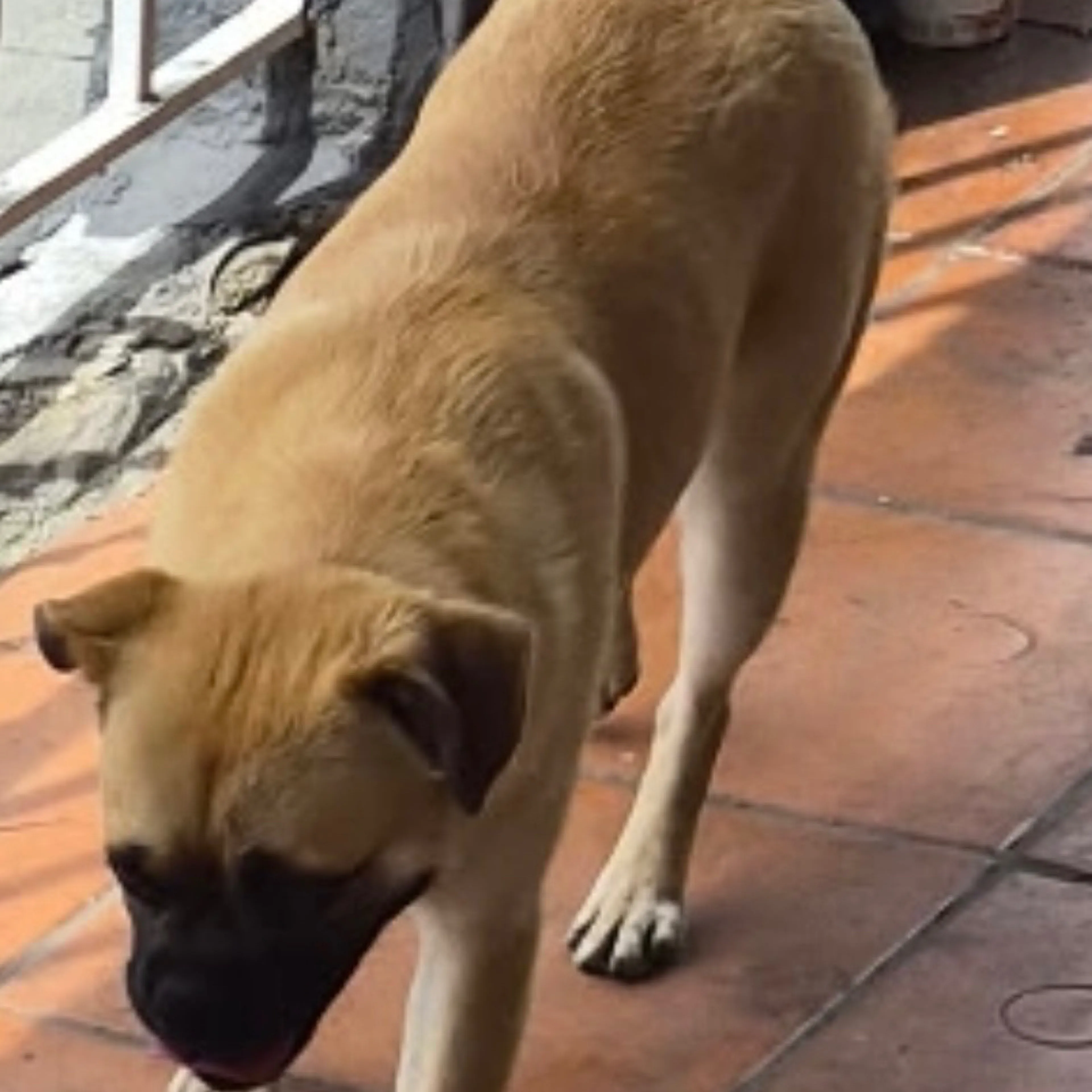 Found pet-1