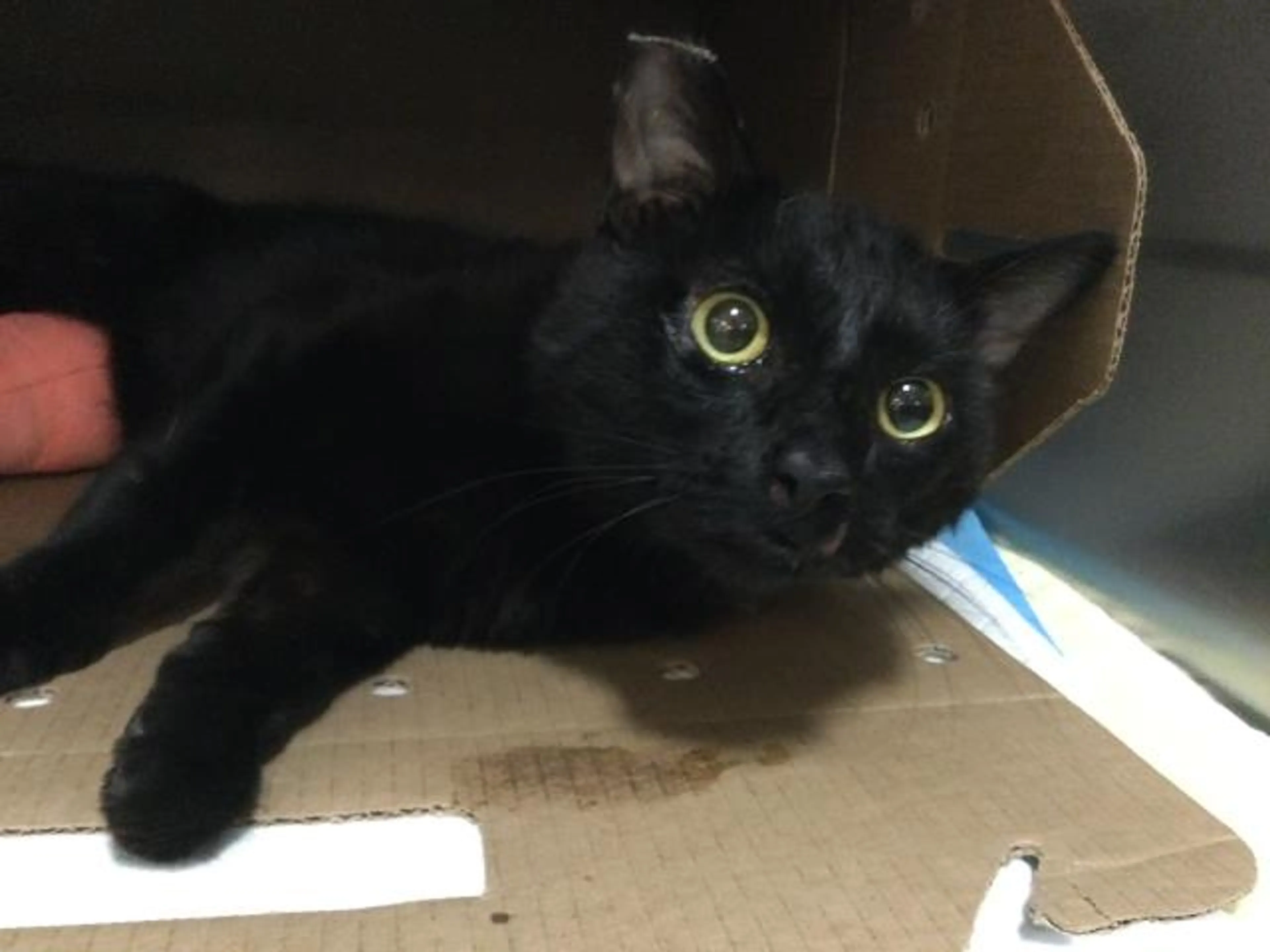 Found pet