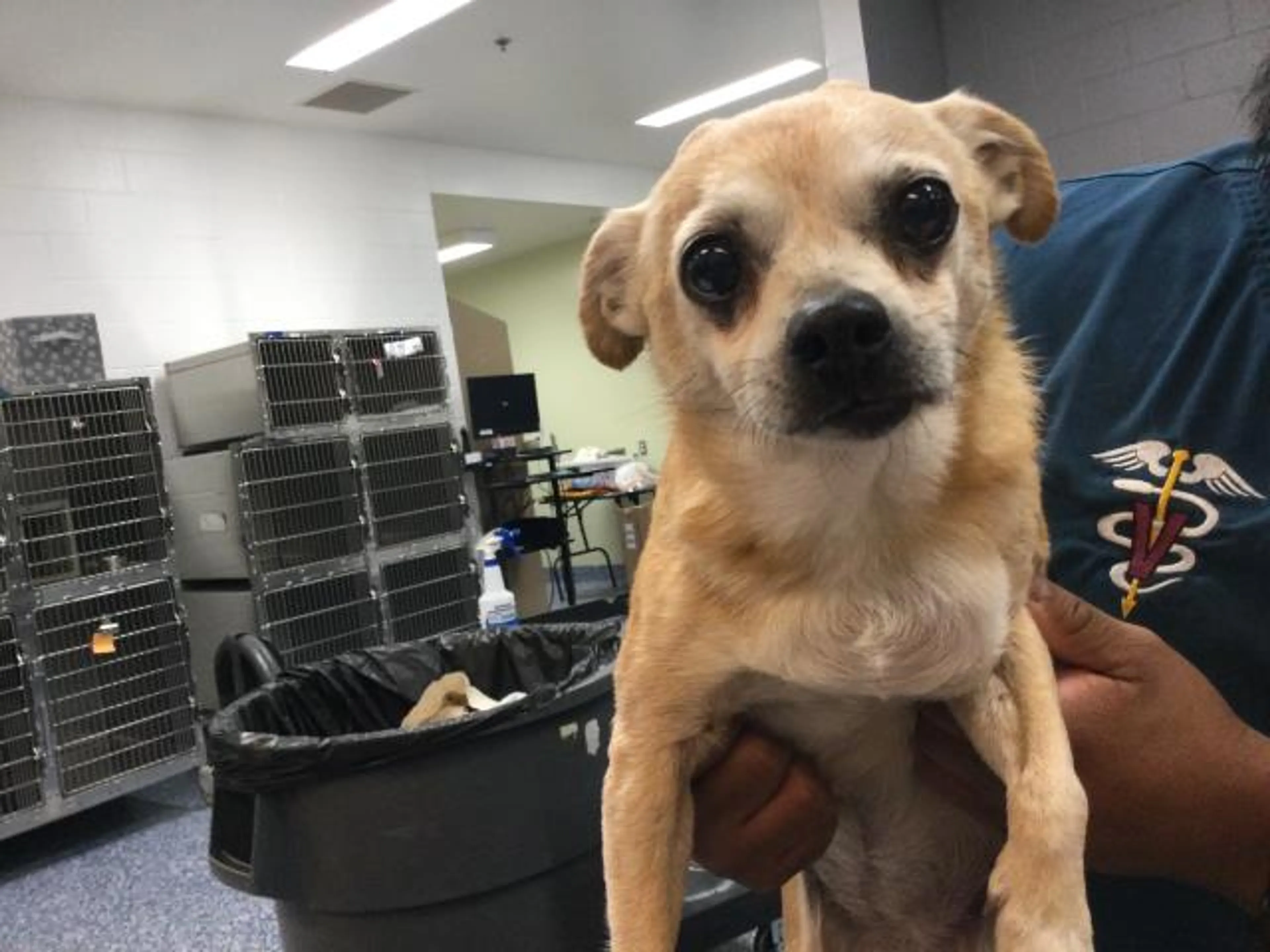 Found pet
