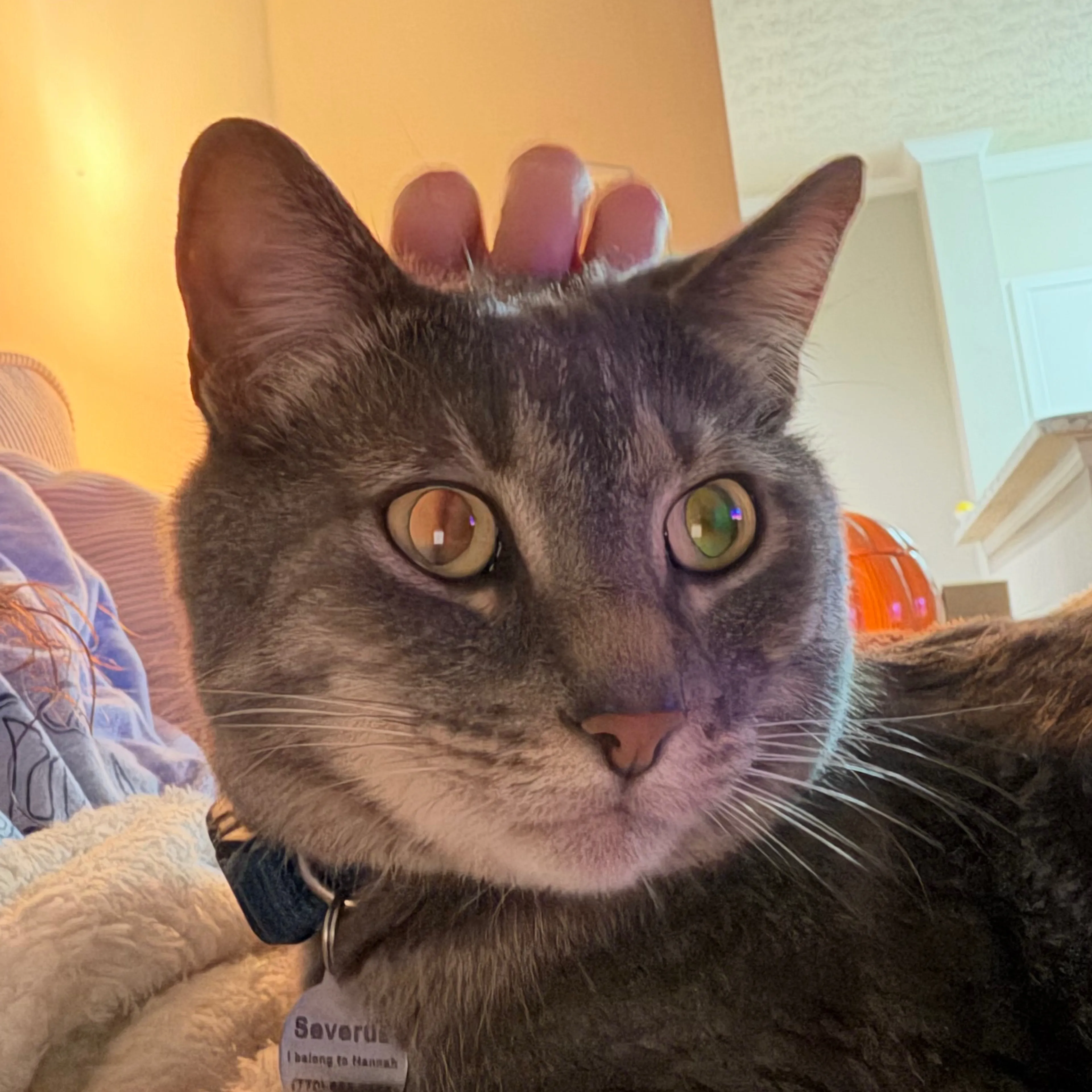 Lost pet-1