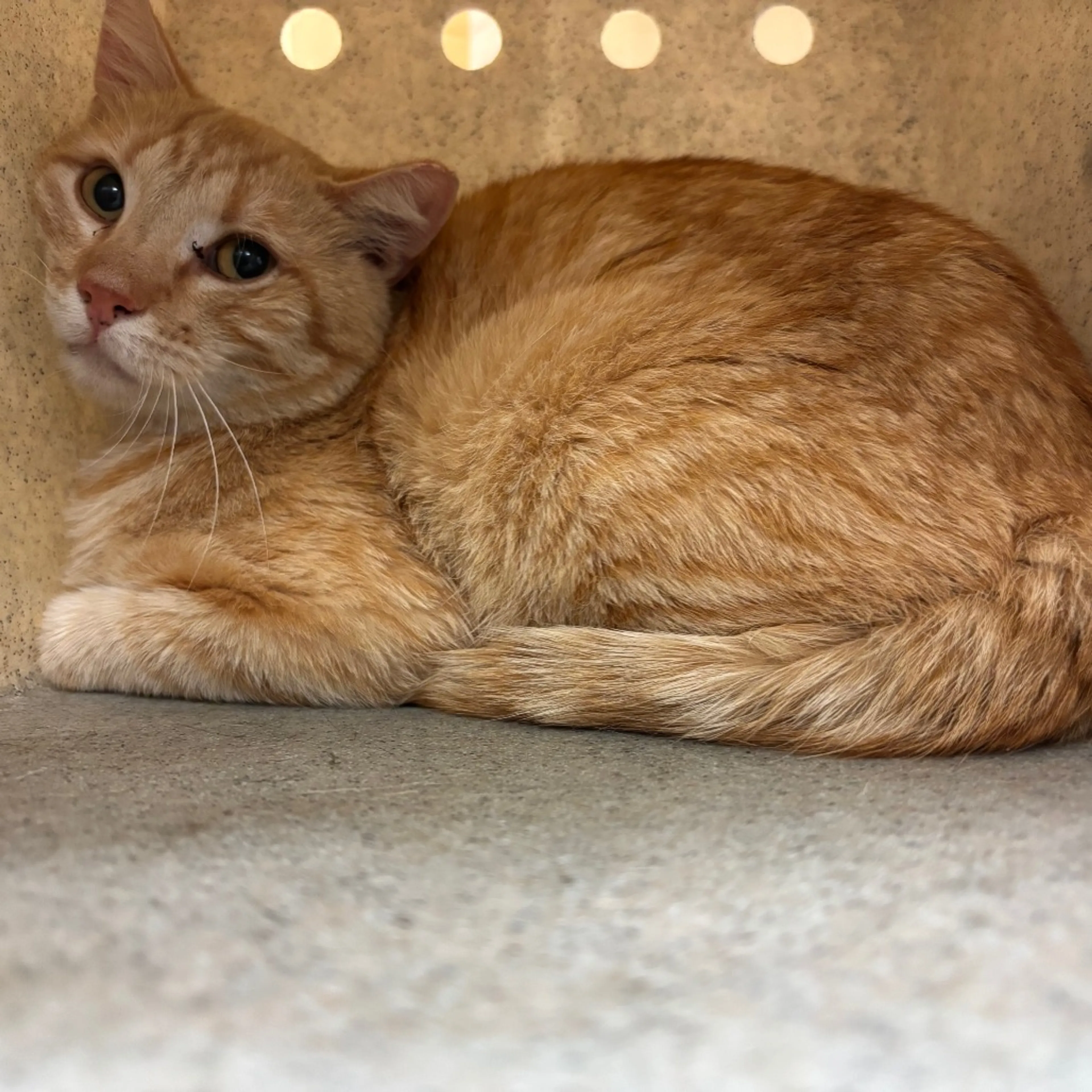 Found pet