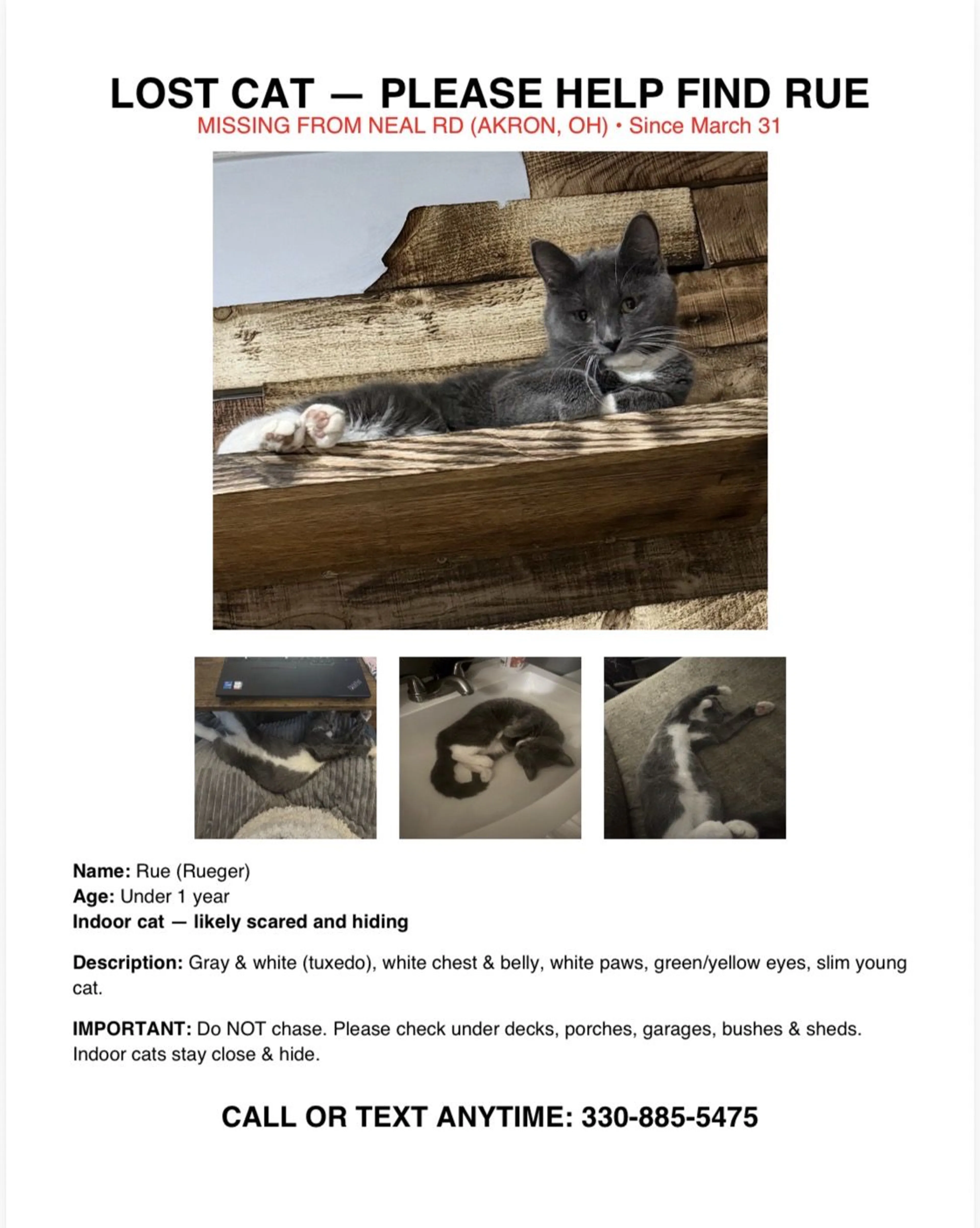 Lost pet