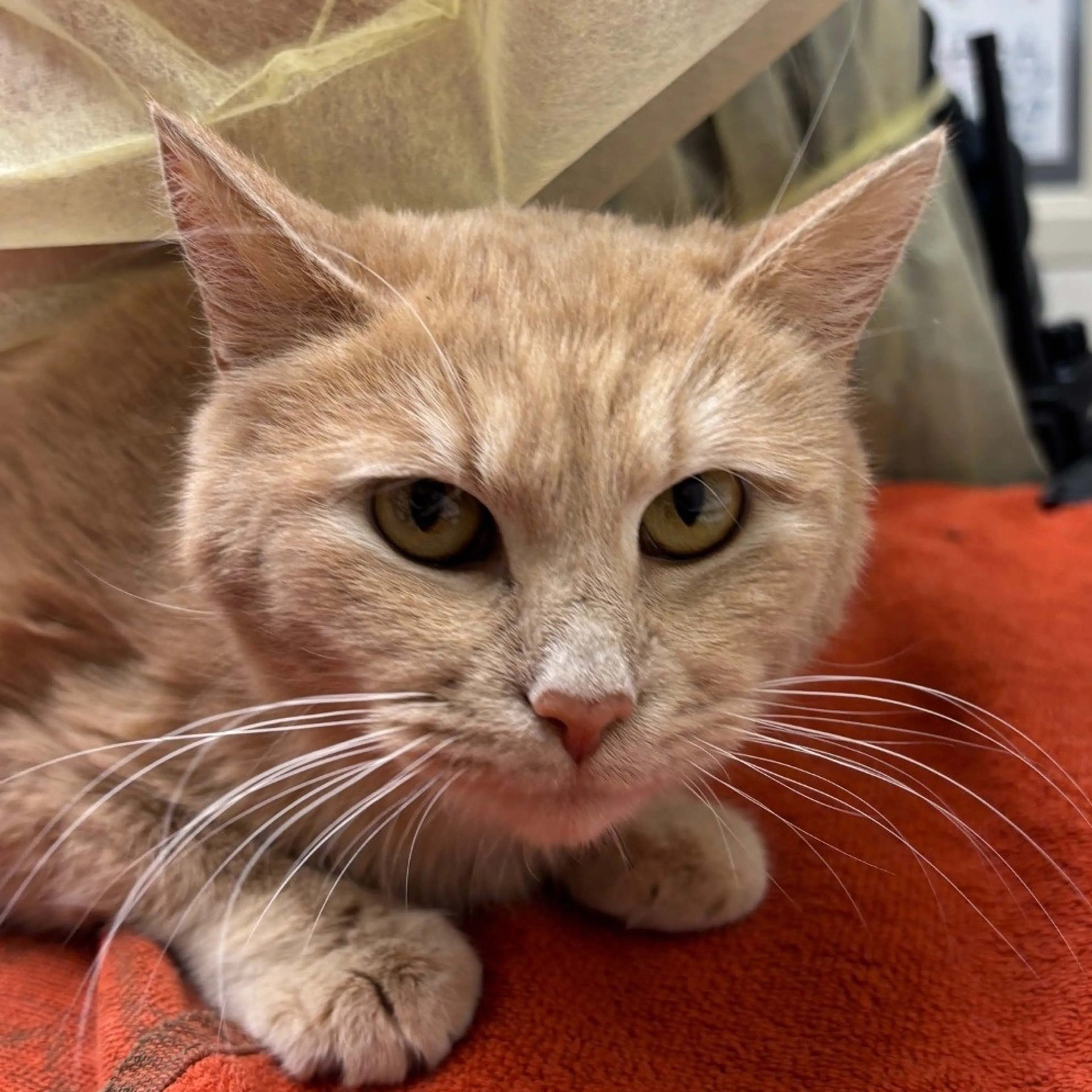 Found pet
