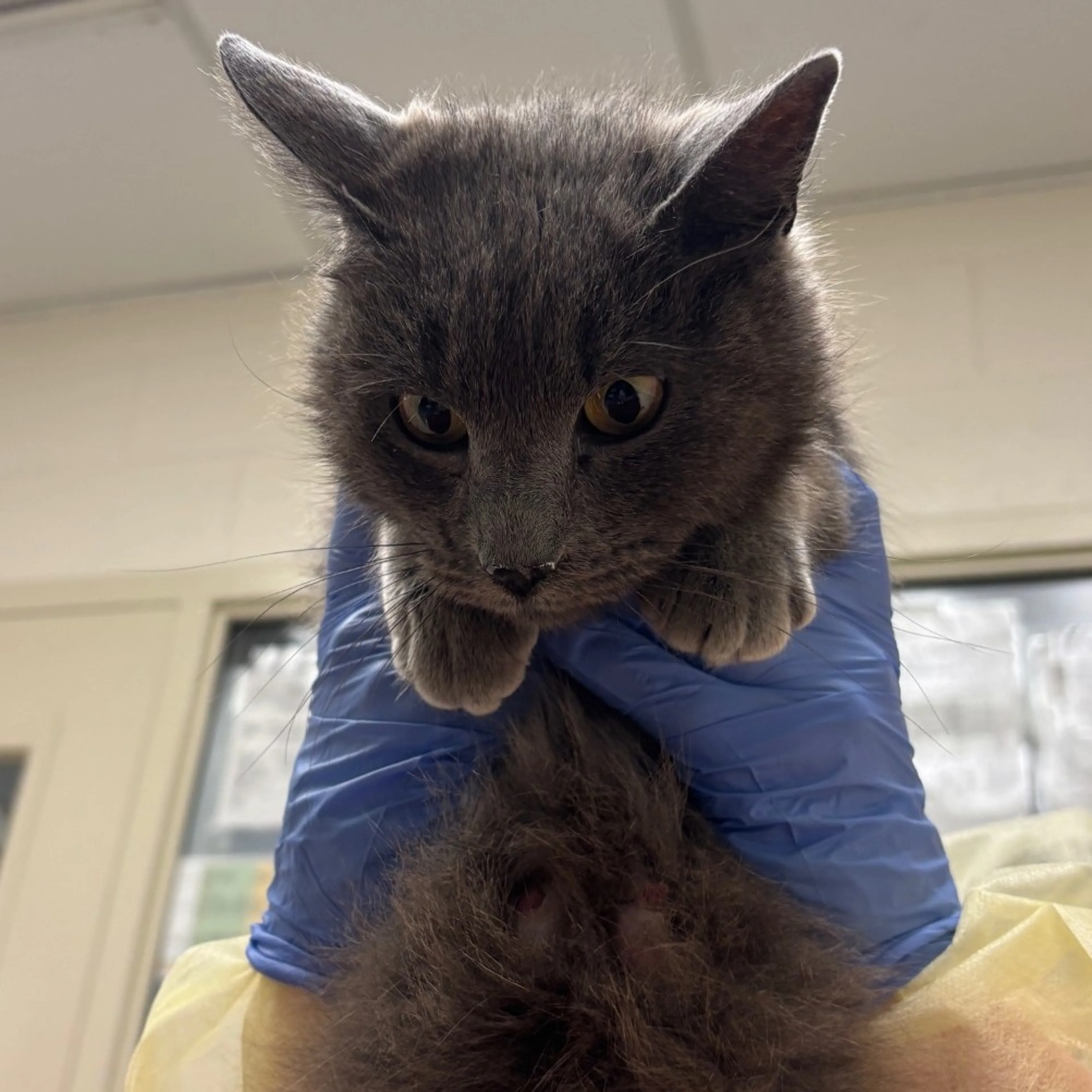 Found pet