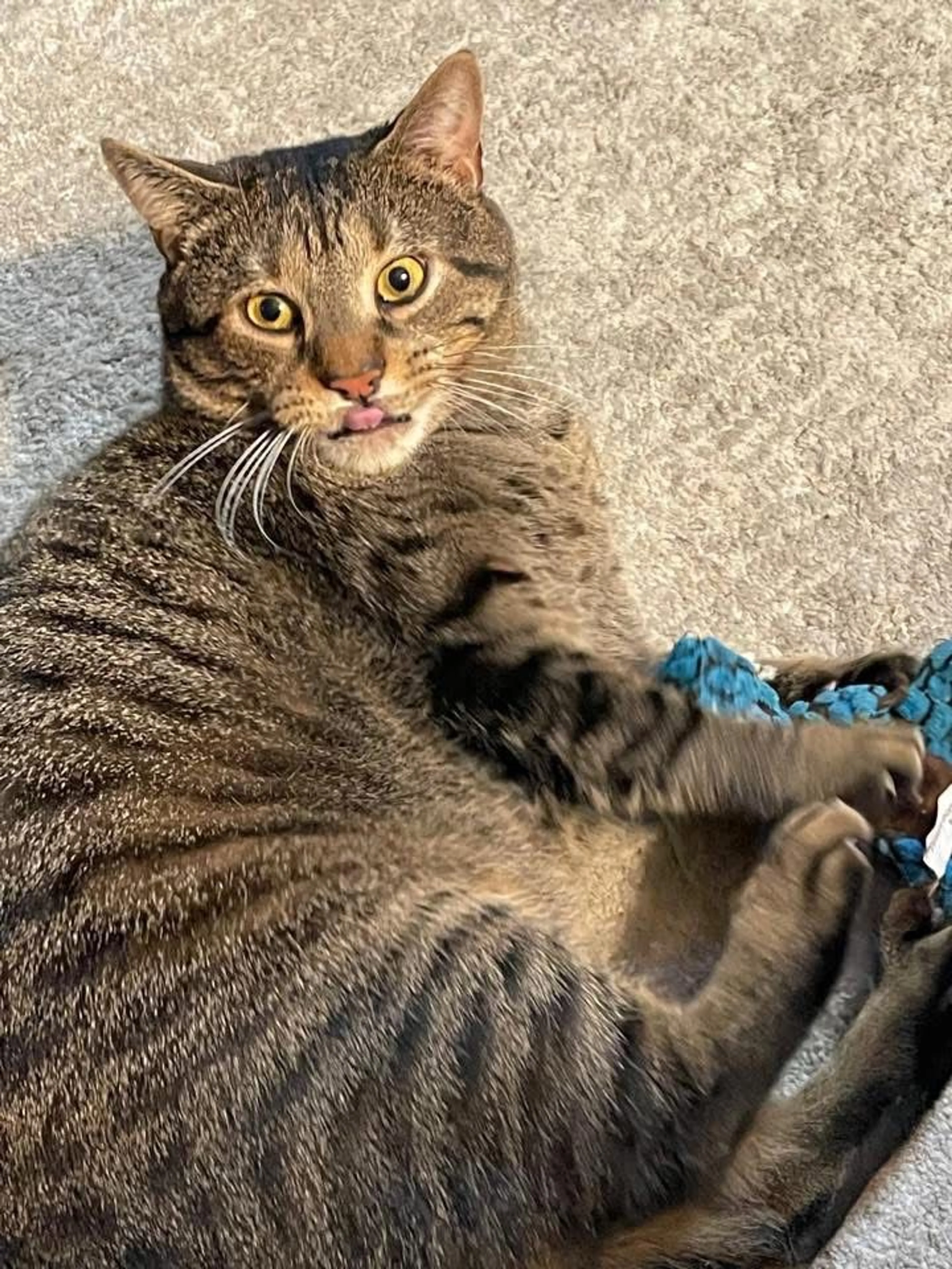 Lost pet-2