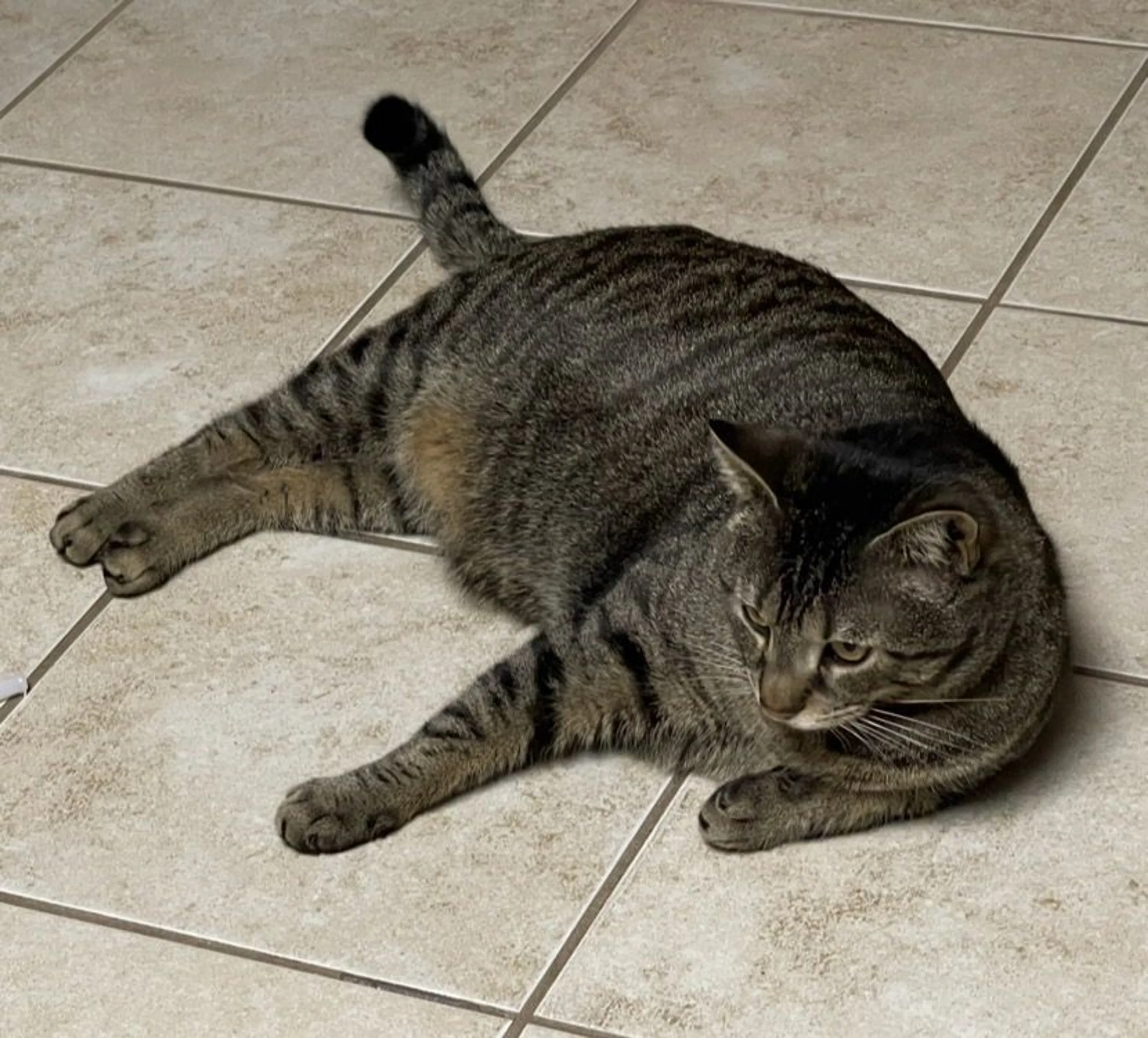 Lost pet-1