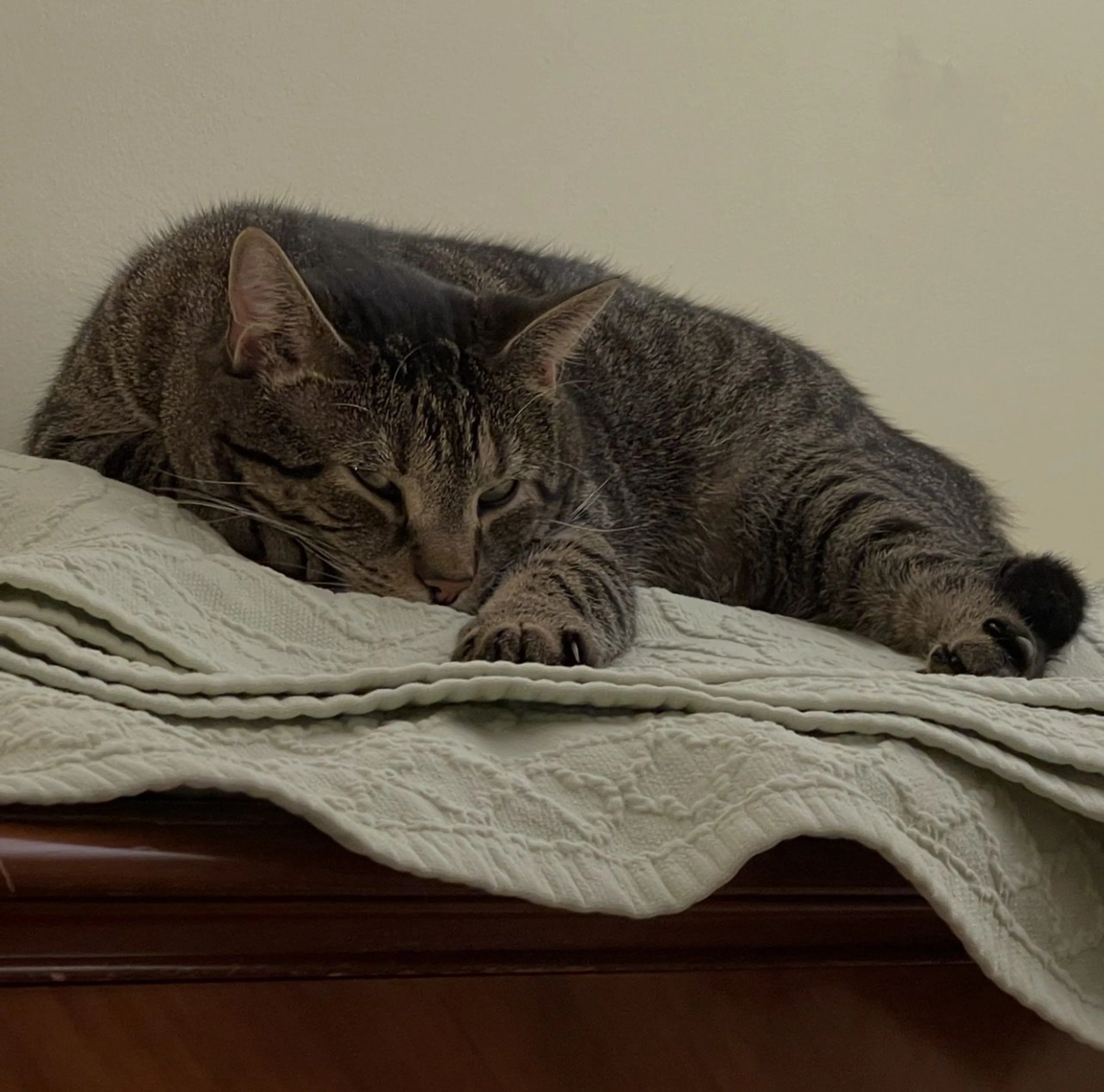 Lost pet-0