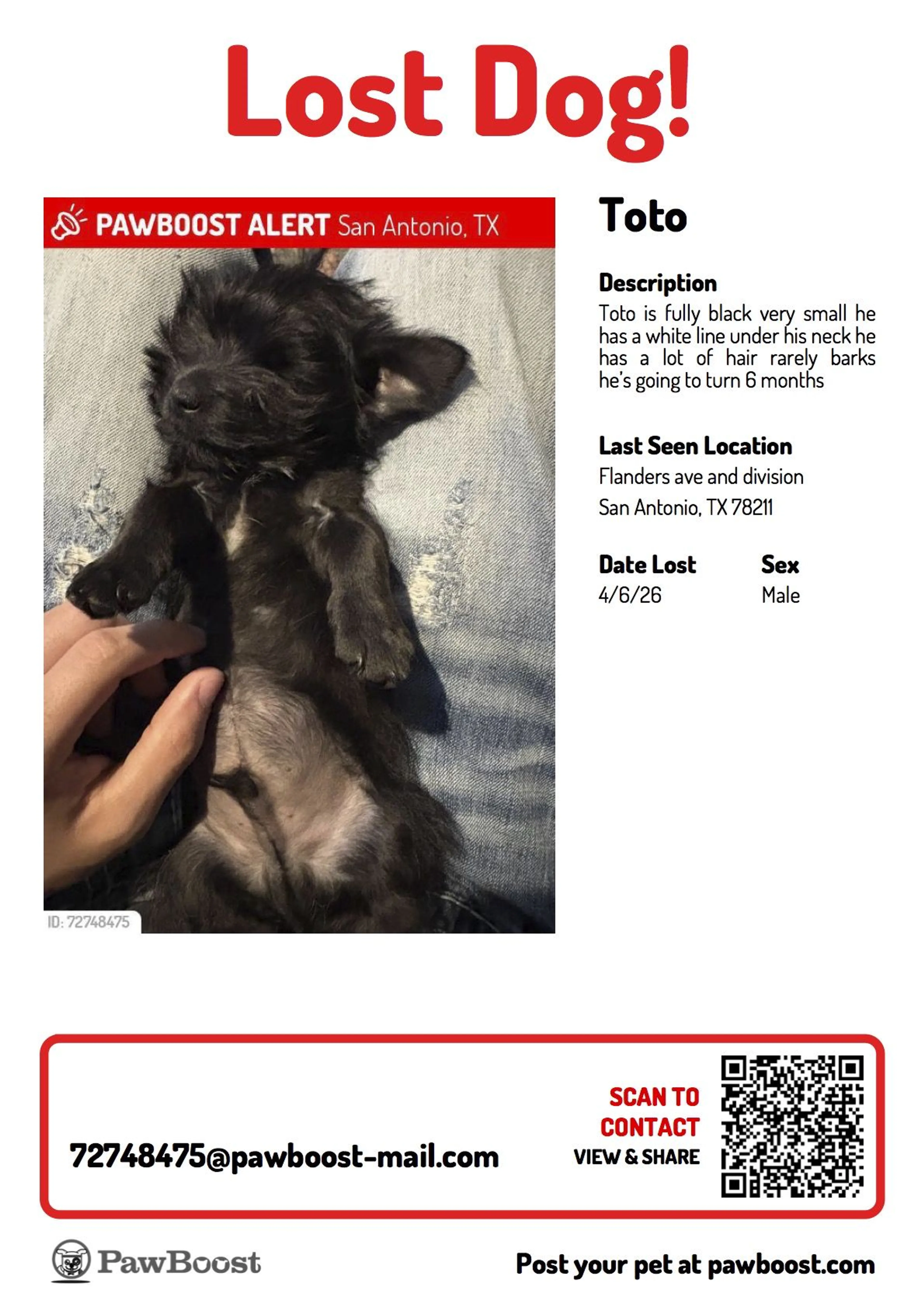 Lost pet-0
