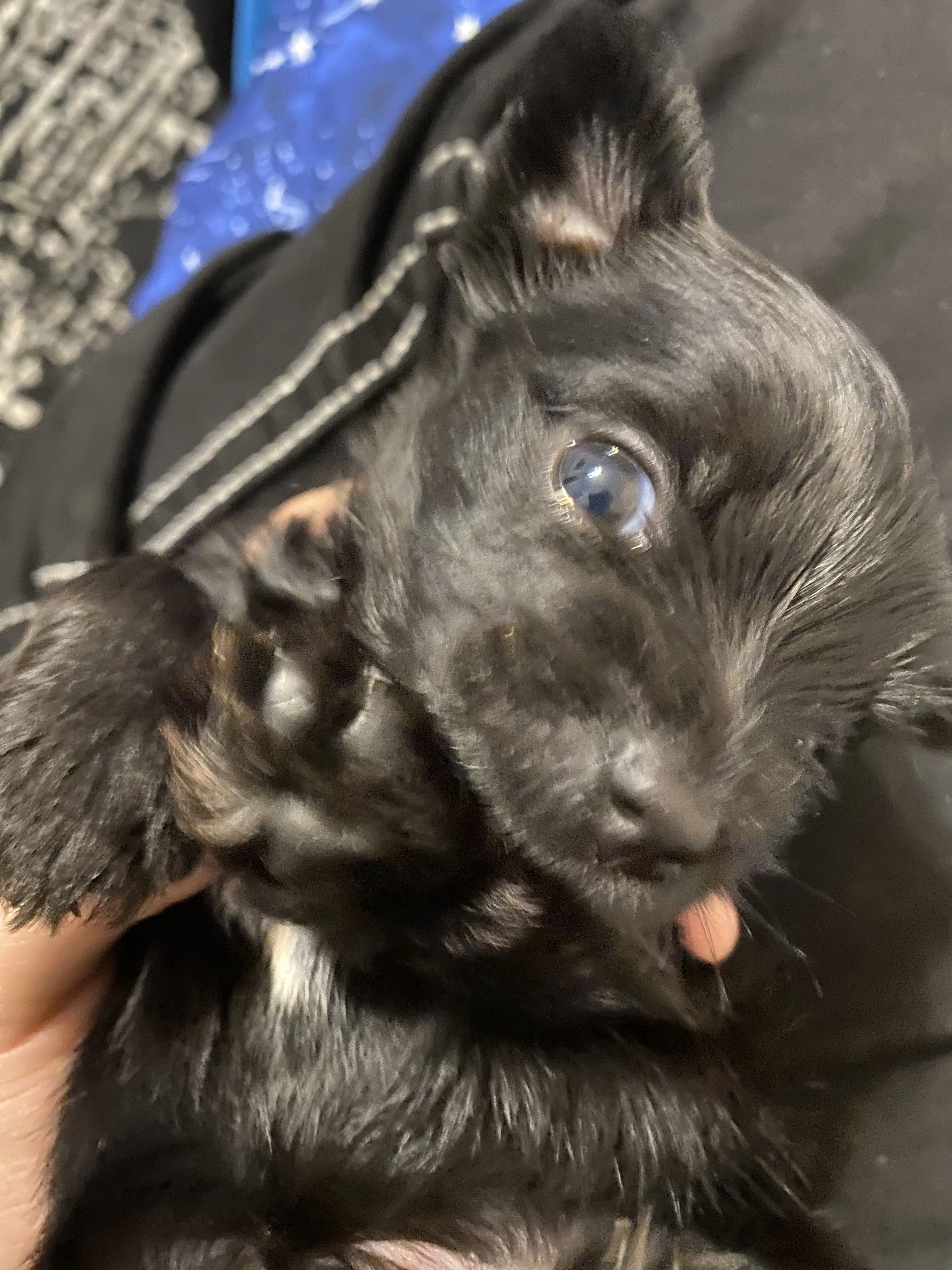 Lost pet-2