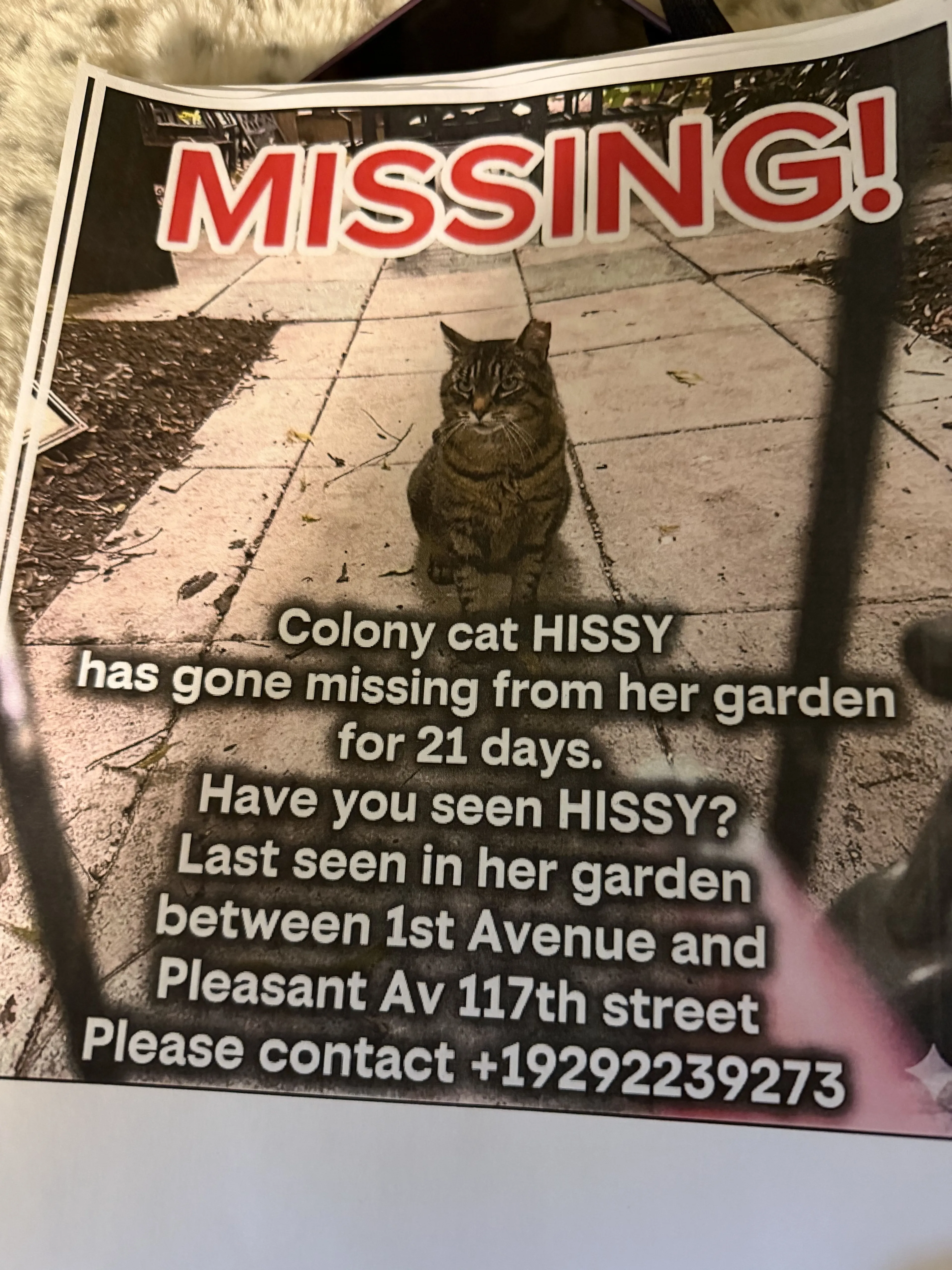 Lost pet
