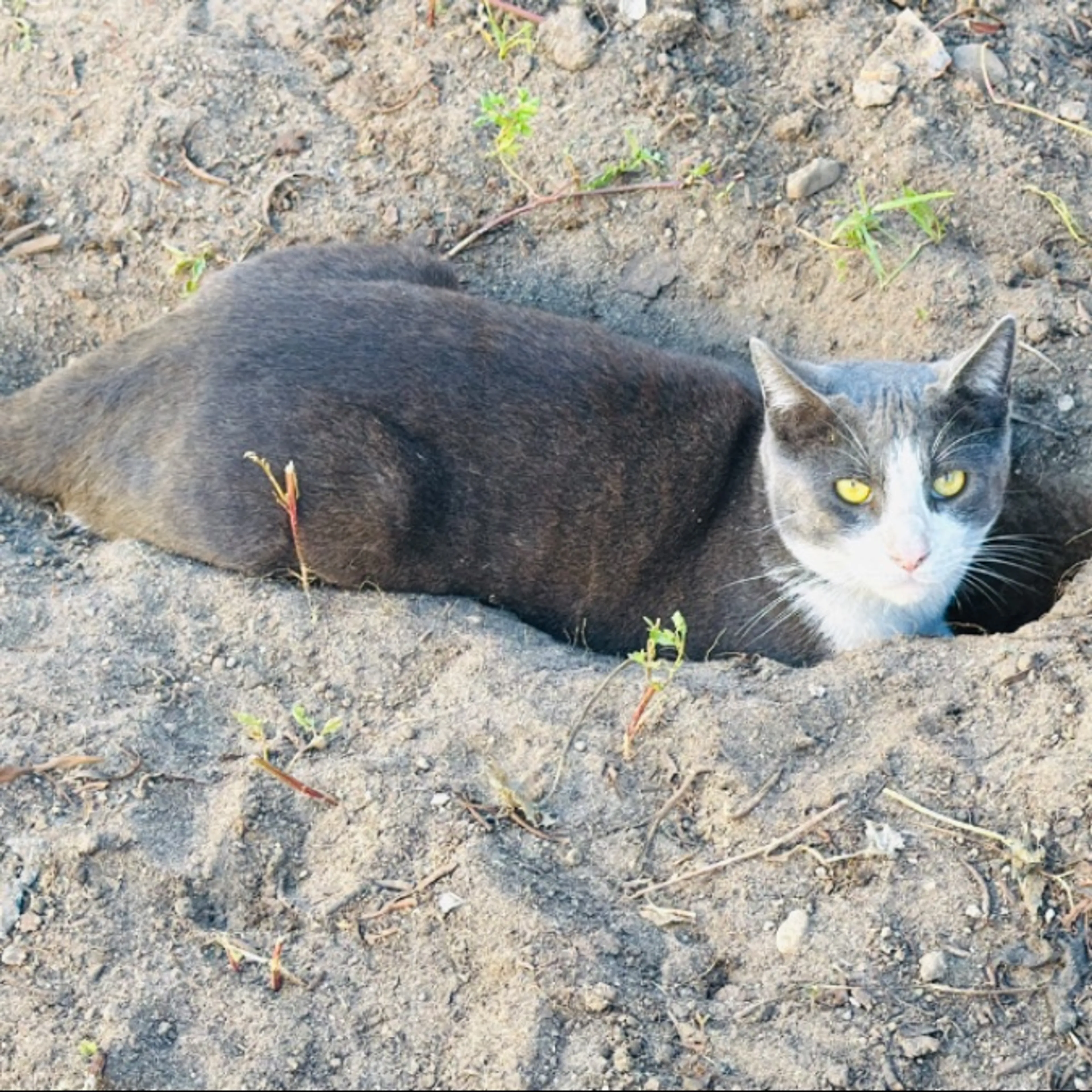 Lost pet