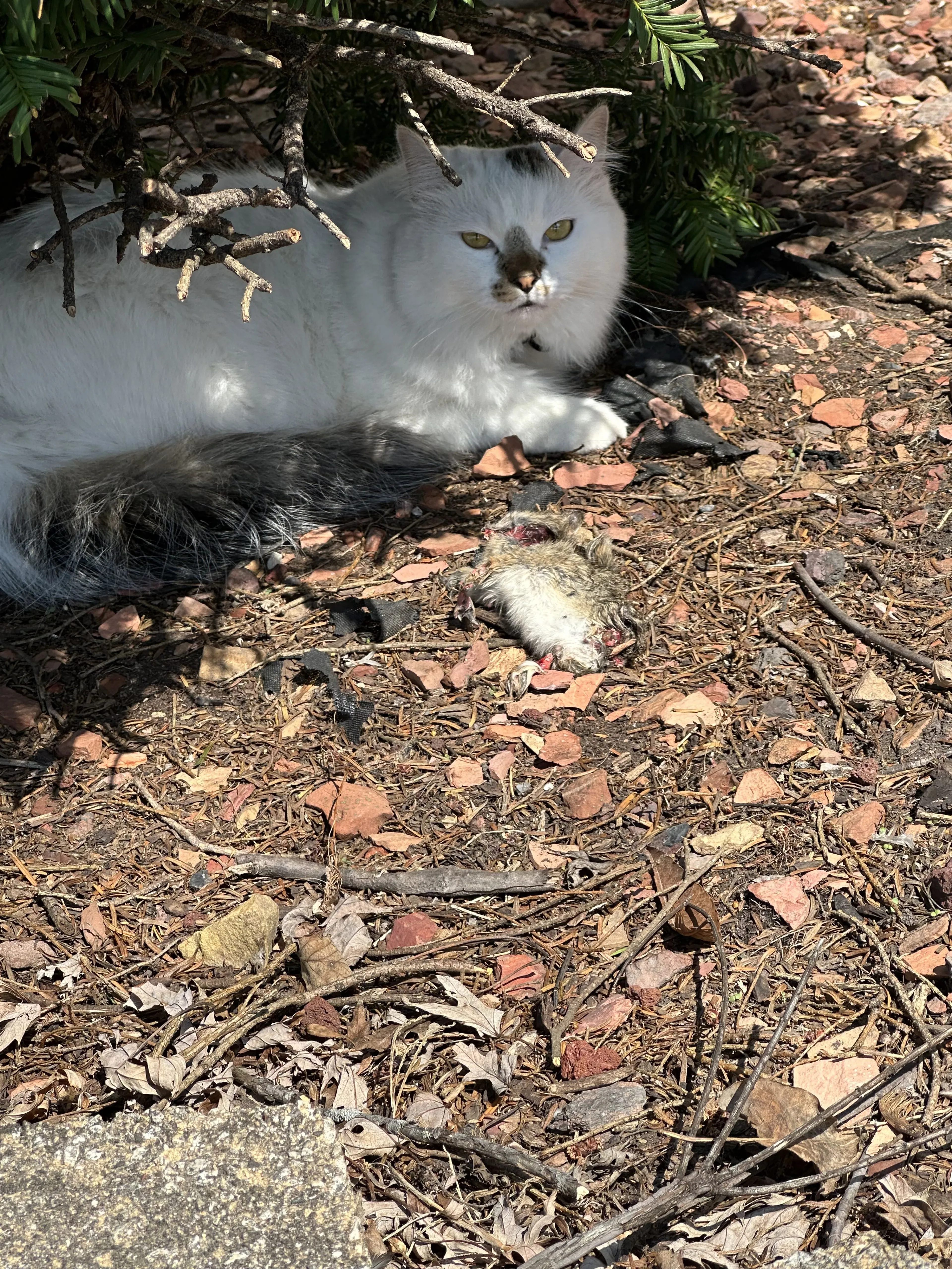 Lost pet-1