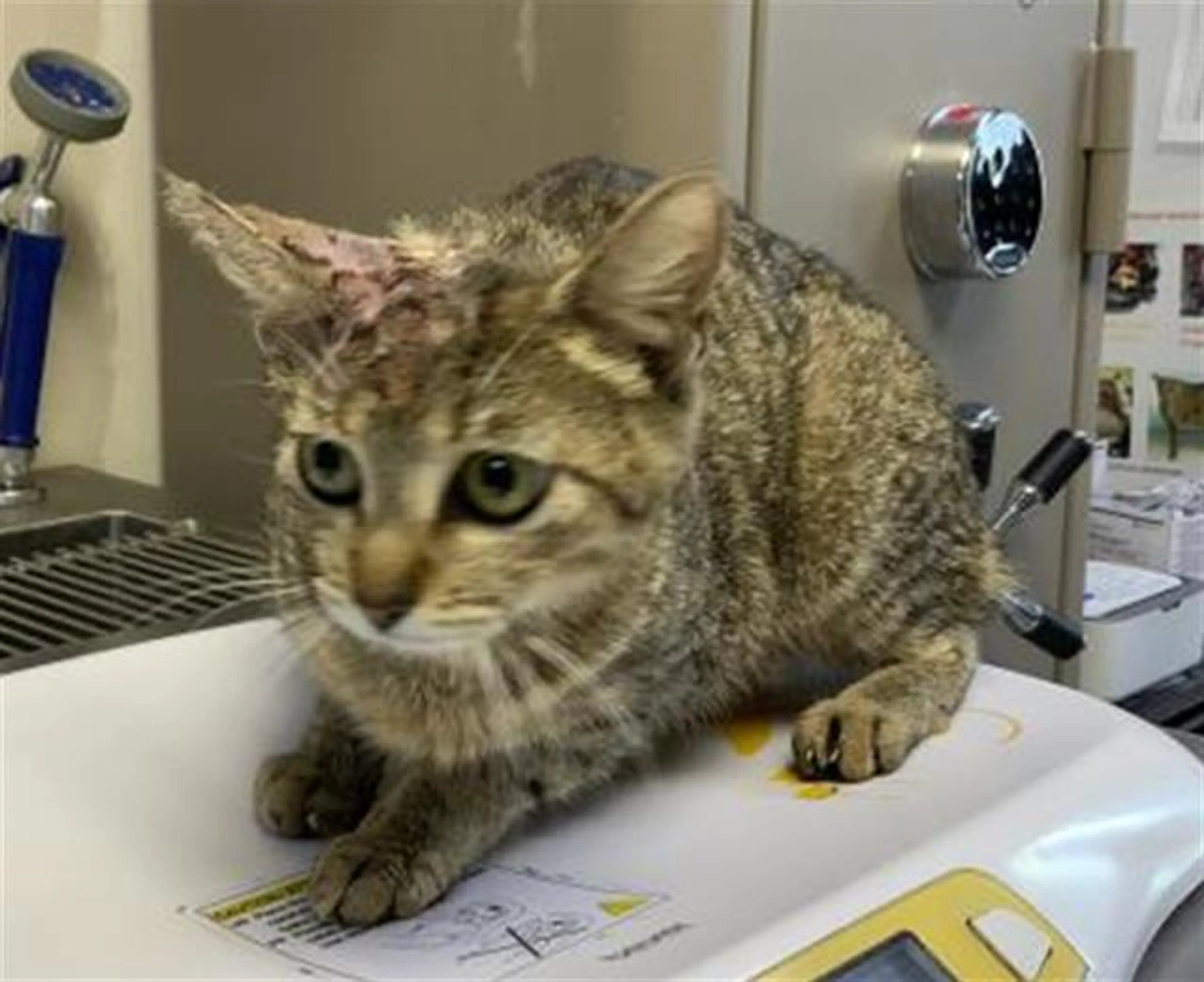 Found pet