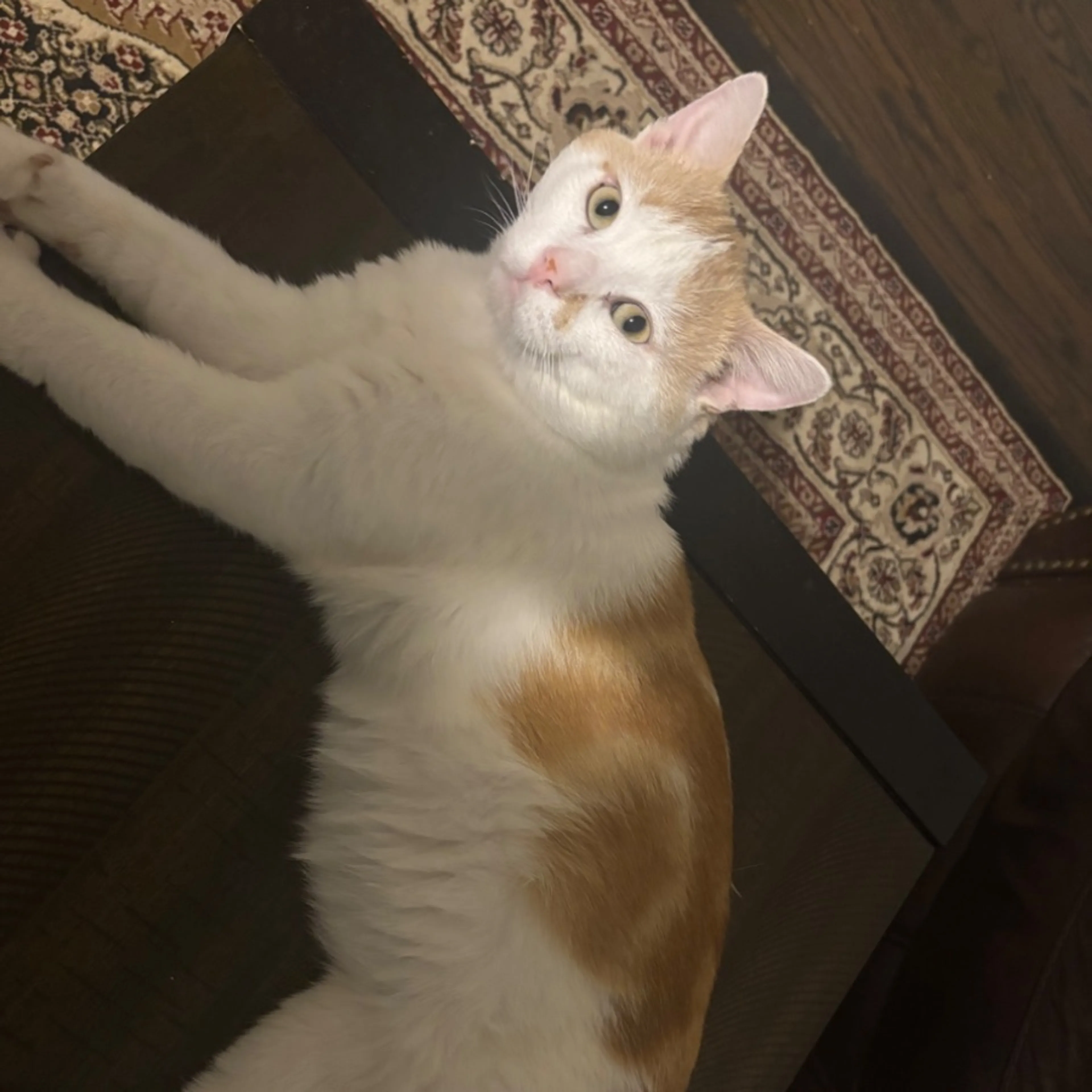 Lost pet