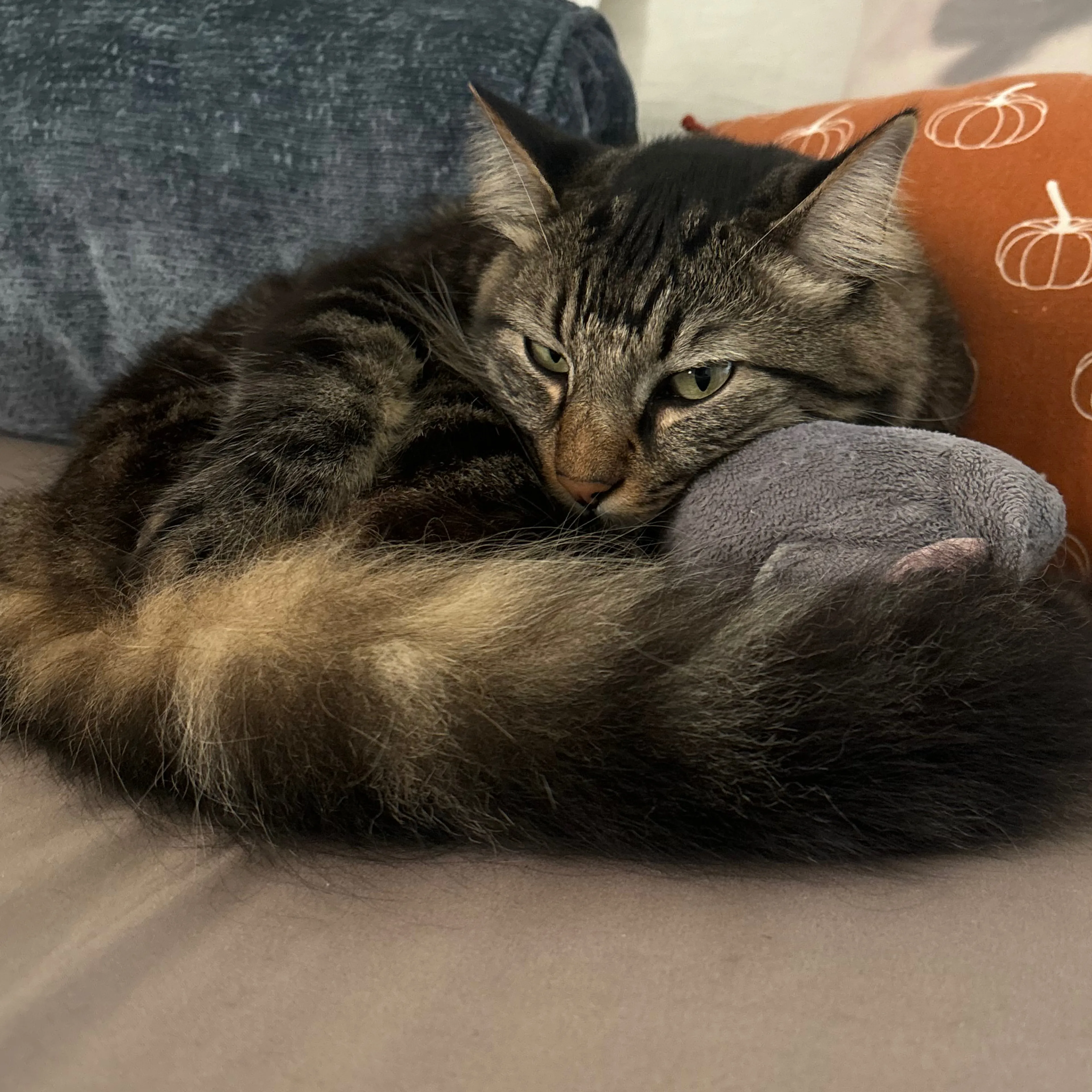 Lost pet-3