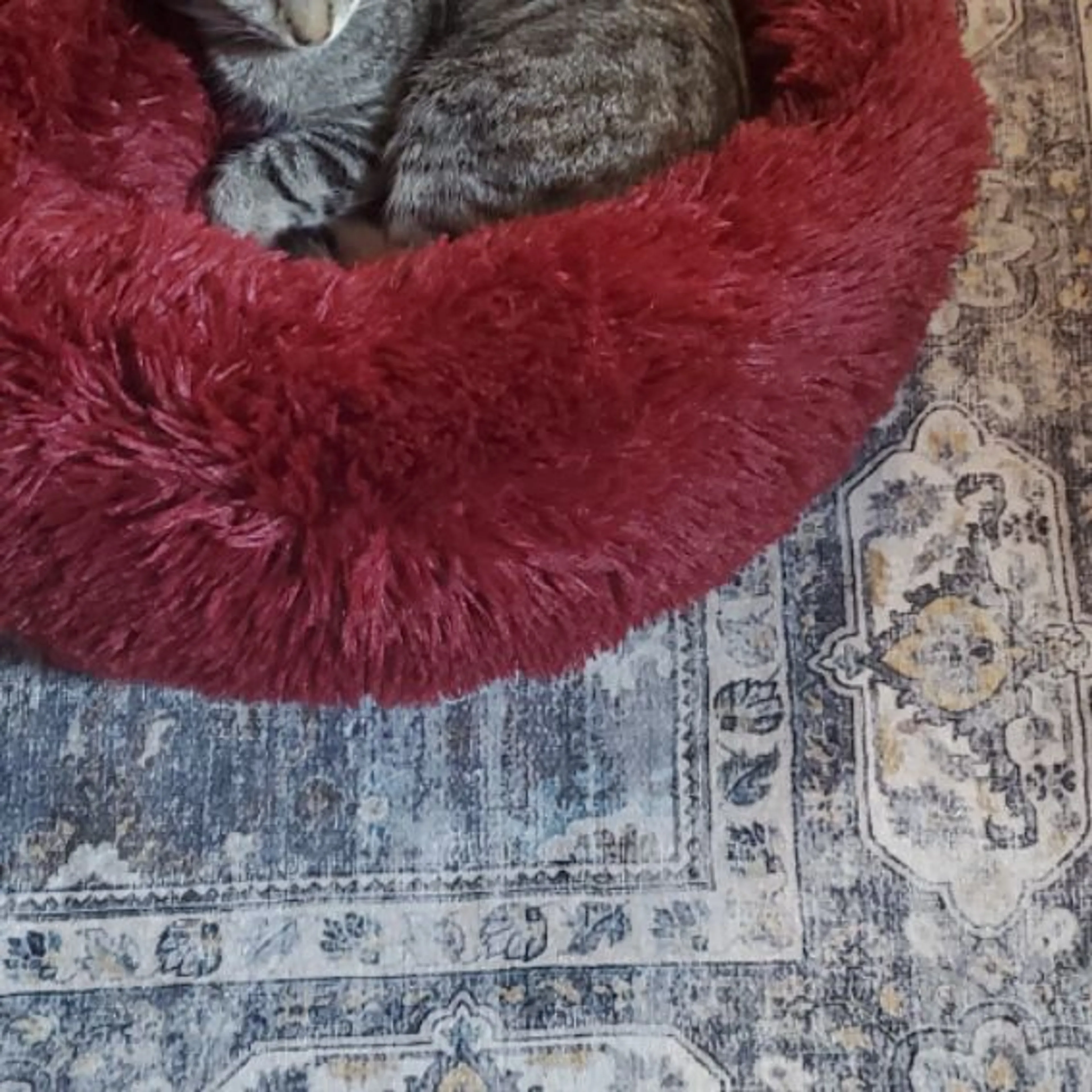 Lost pet