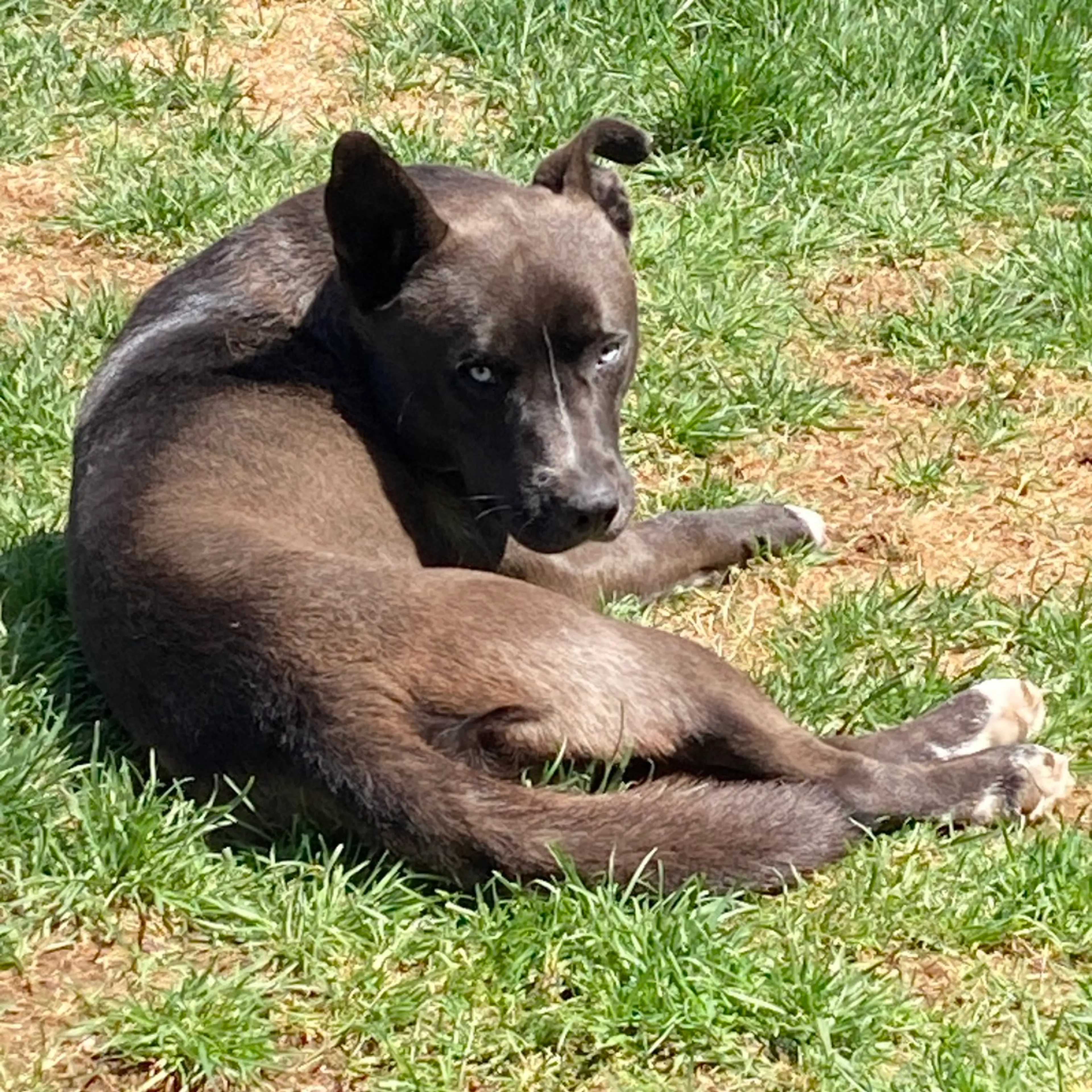 Found pet-11