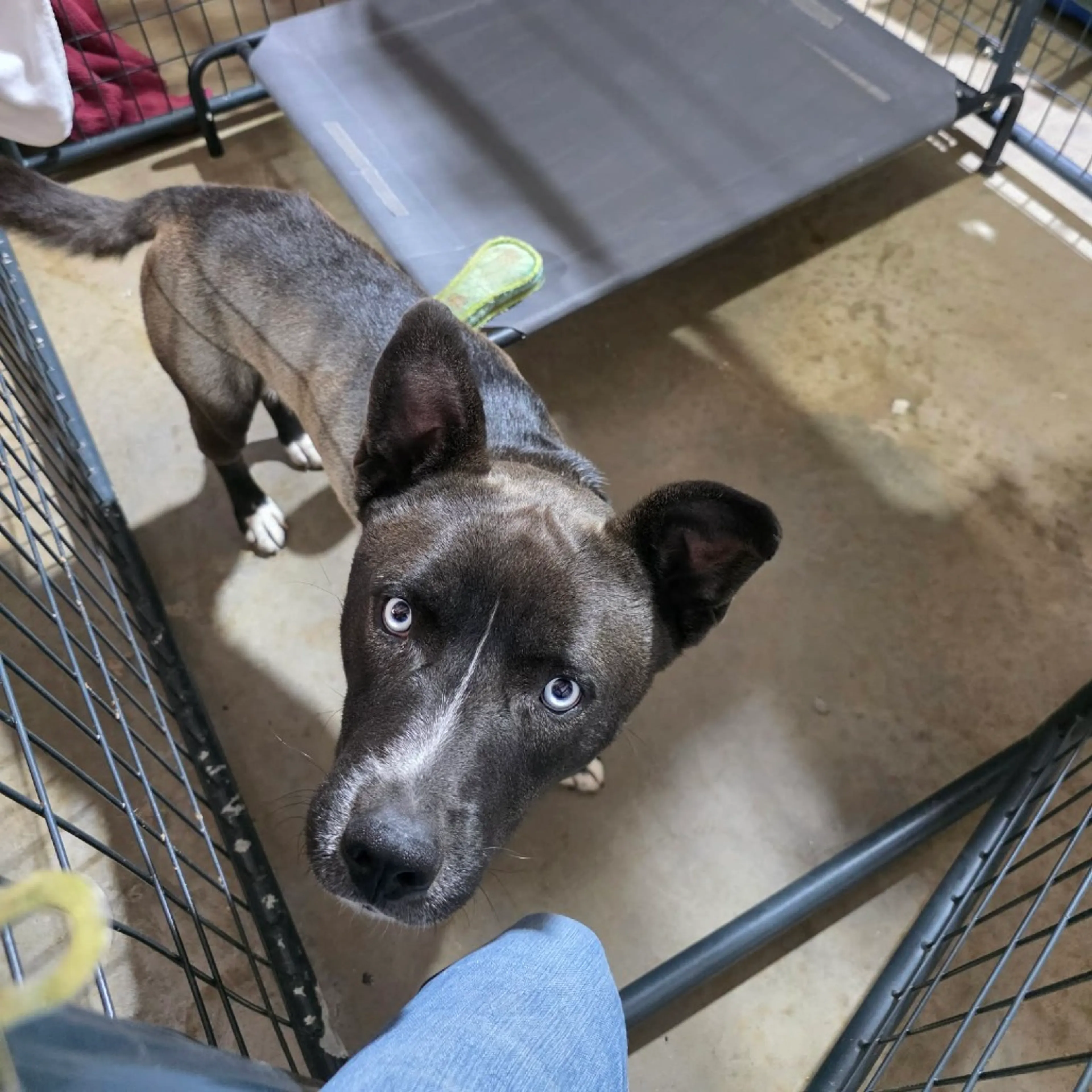 Found pet-20