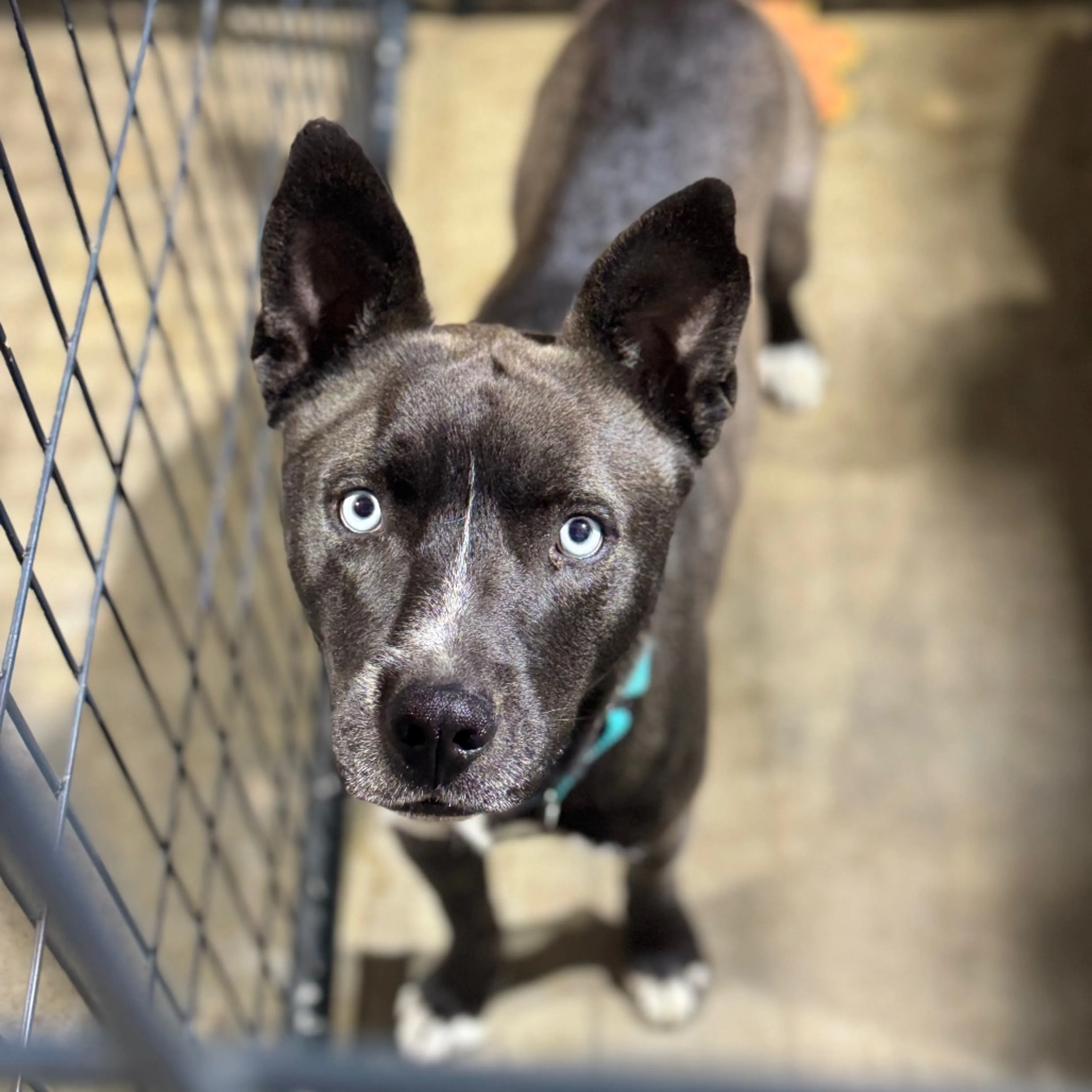 Found pet-24