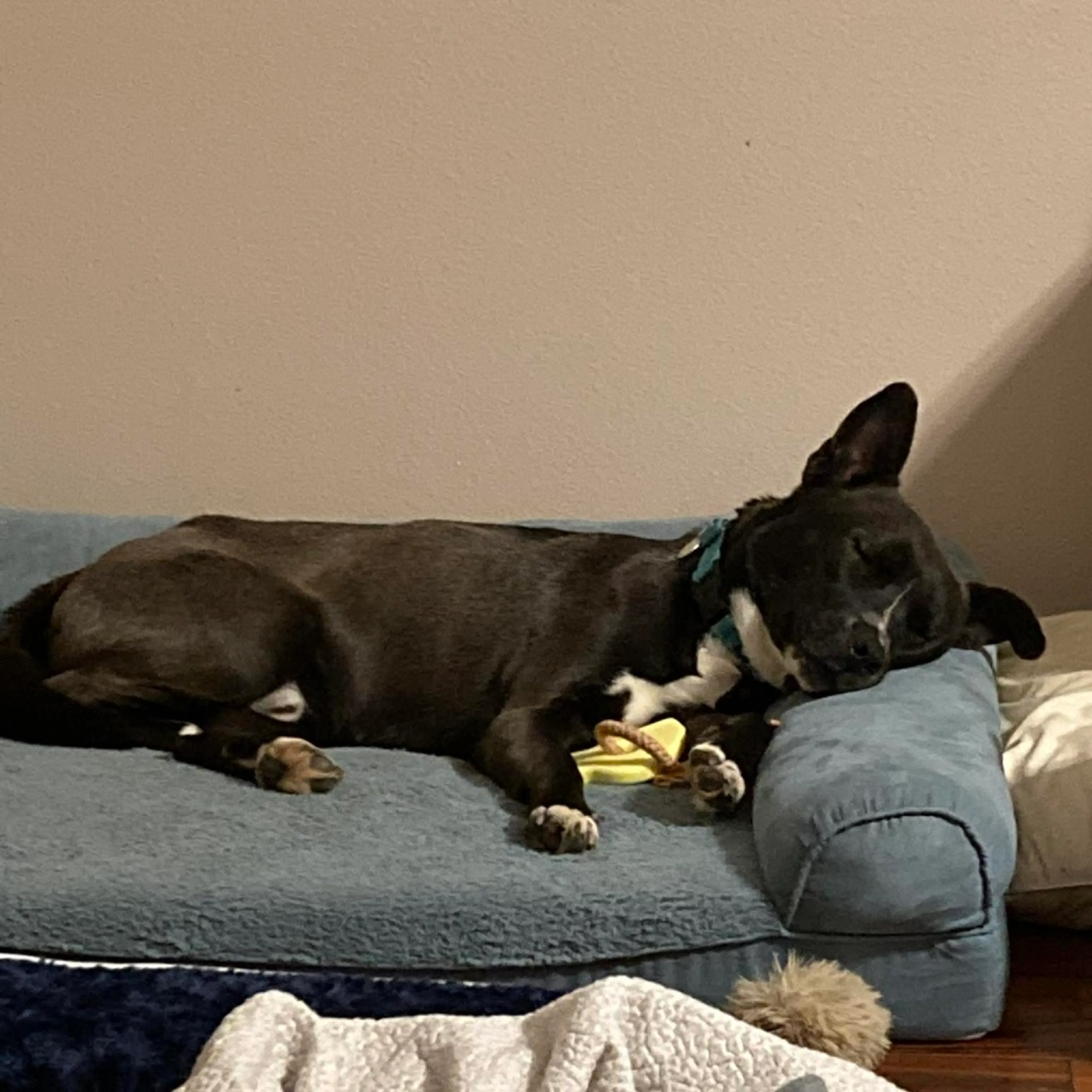 Found pet-17