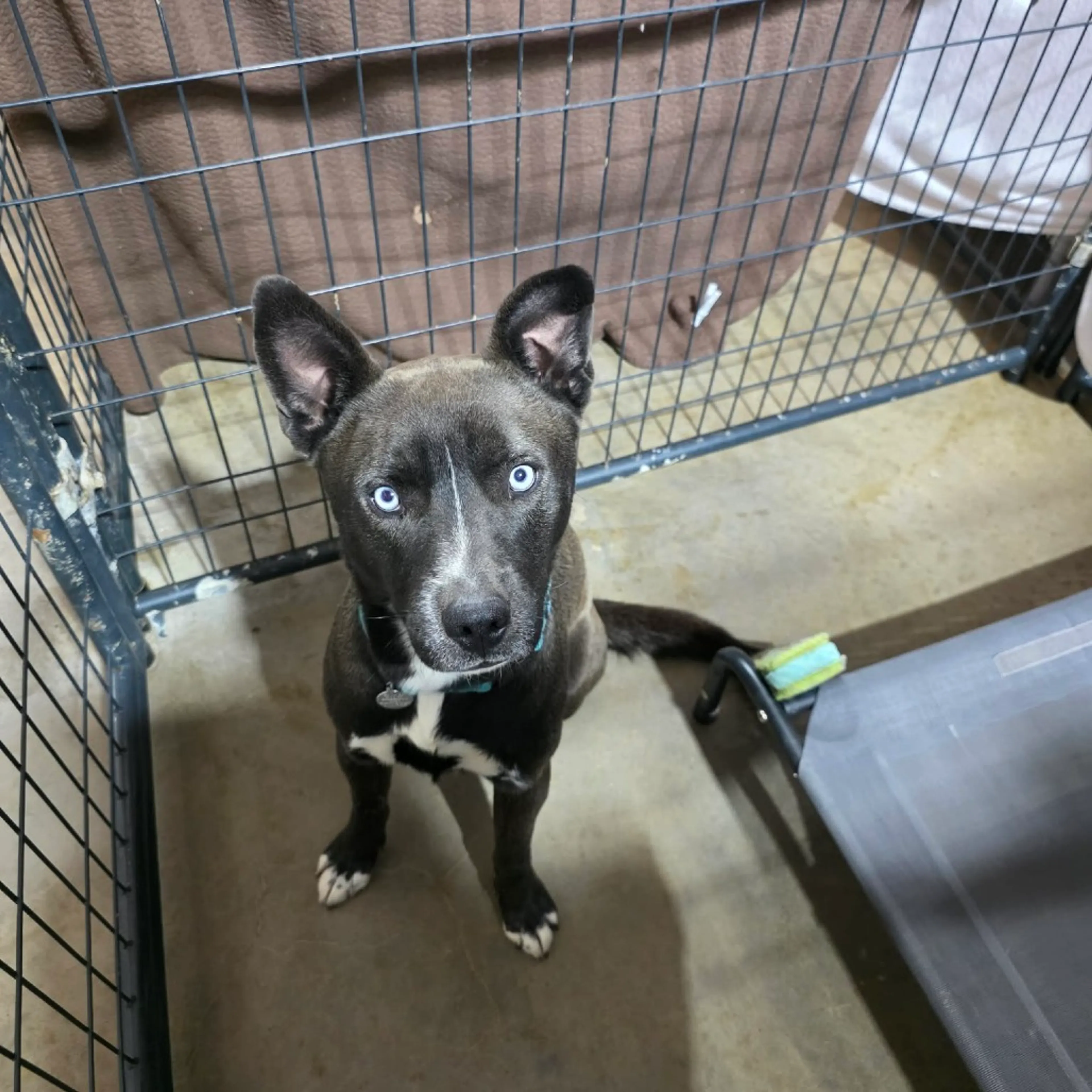 Found pet-19