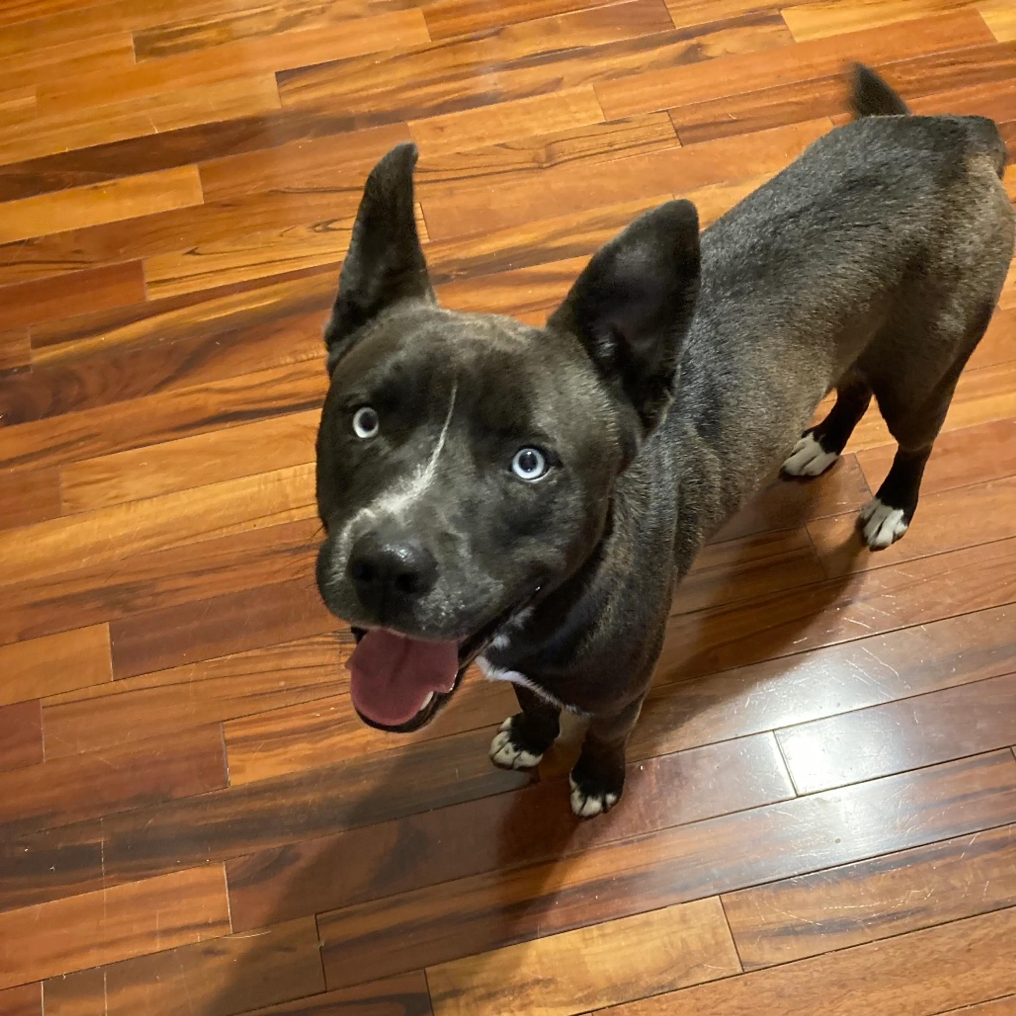 Found pet-6