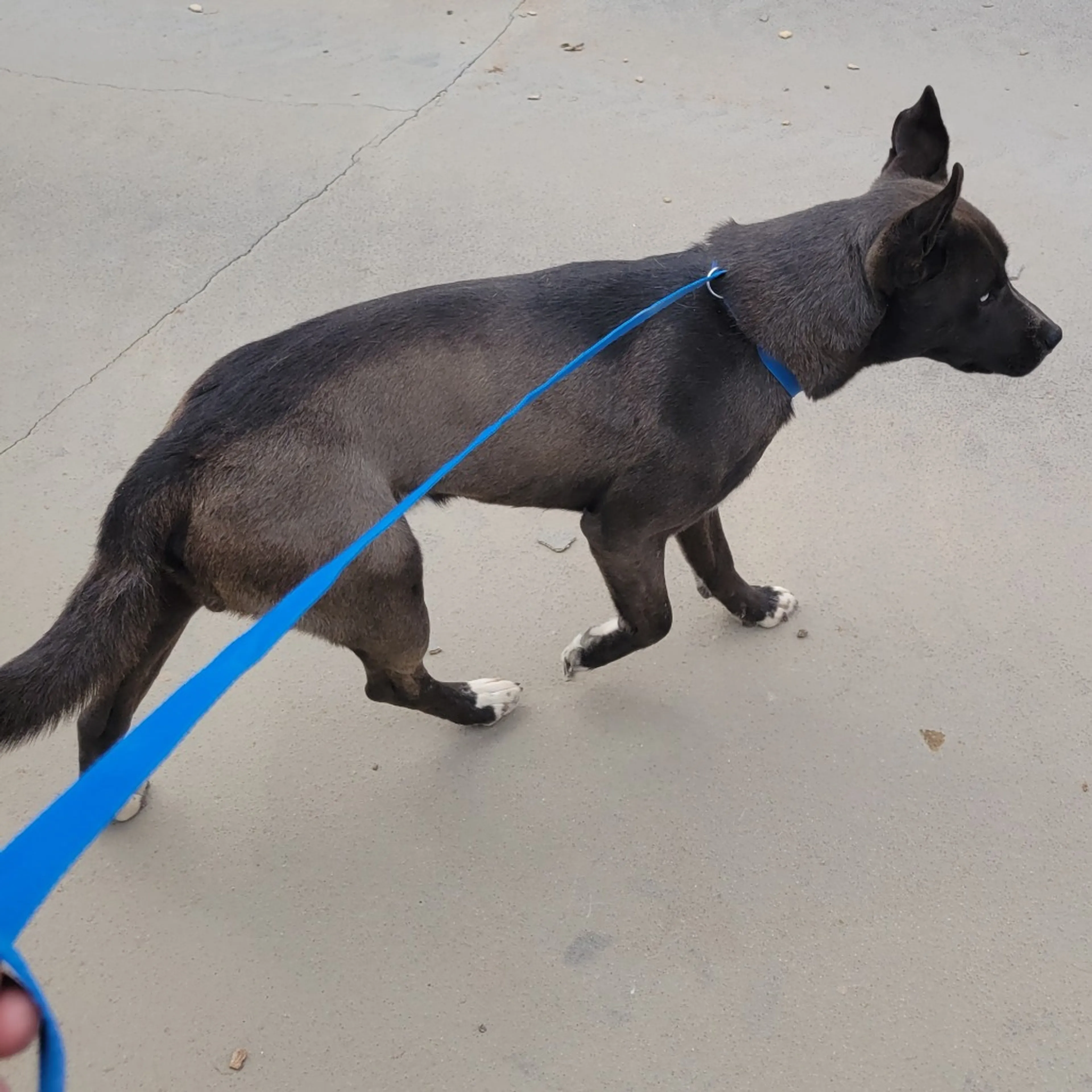 Found pet-2