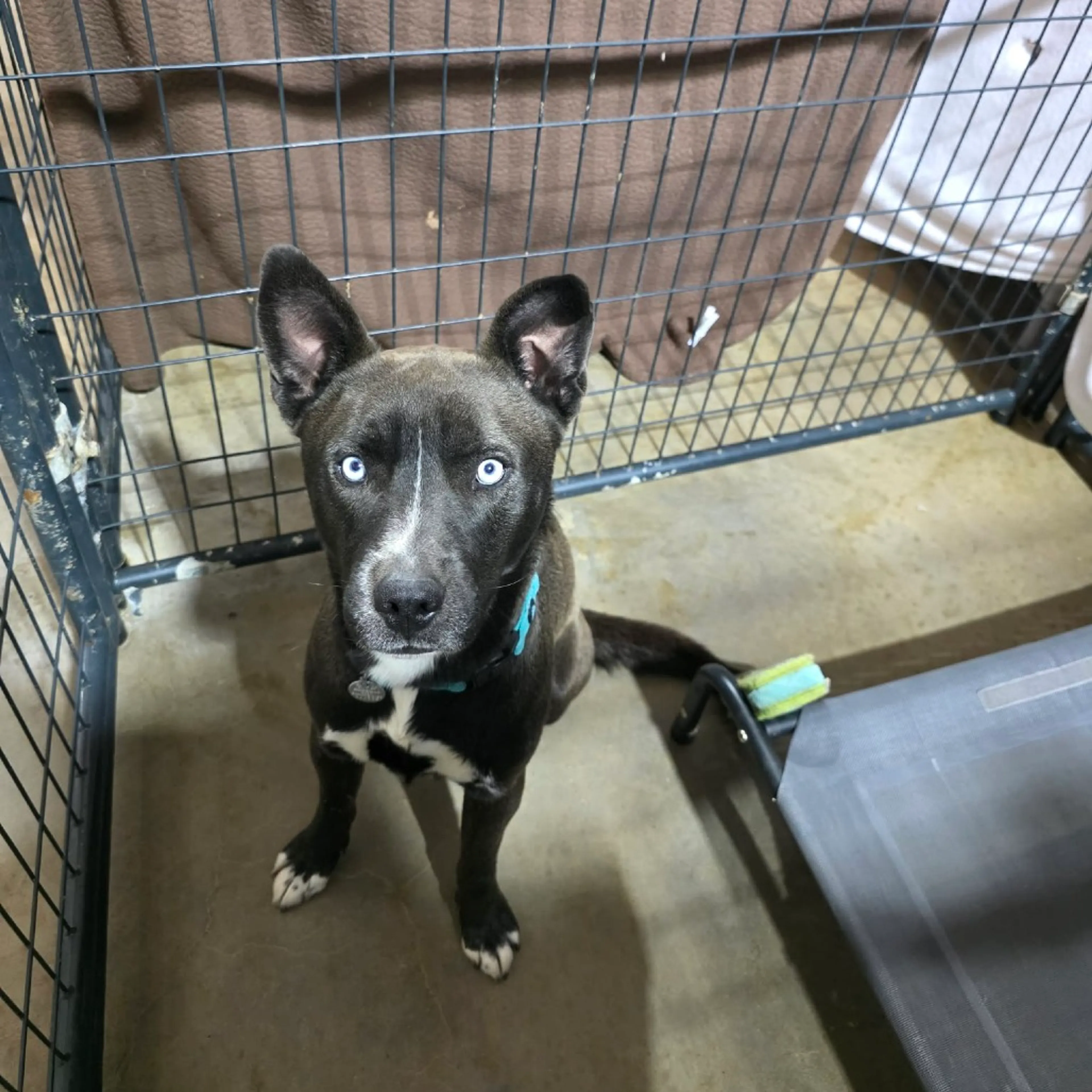 Found pet-18
