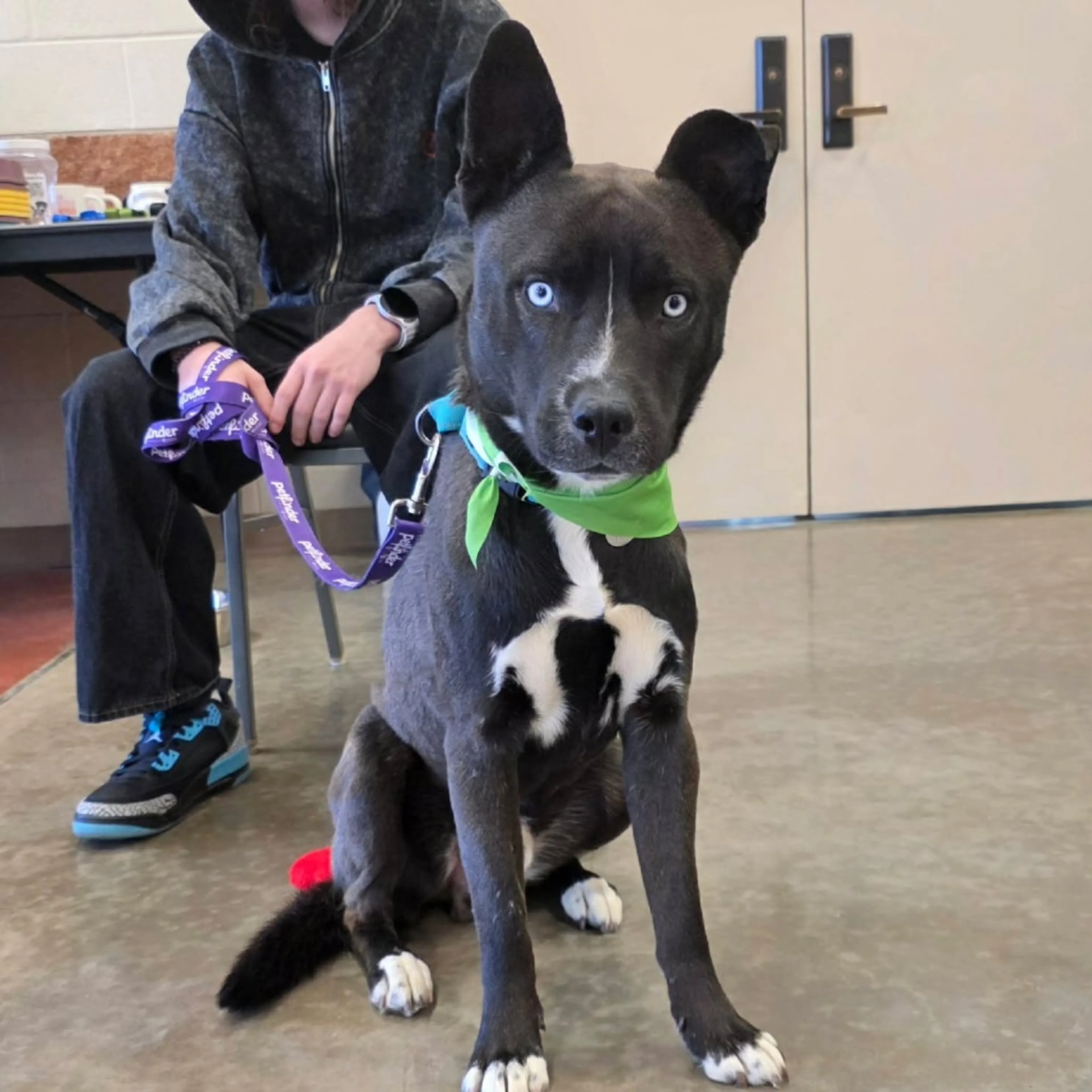 Found pet-12