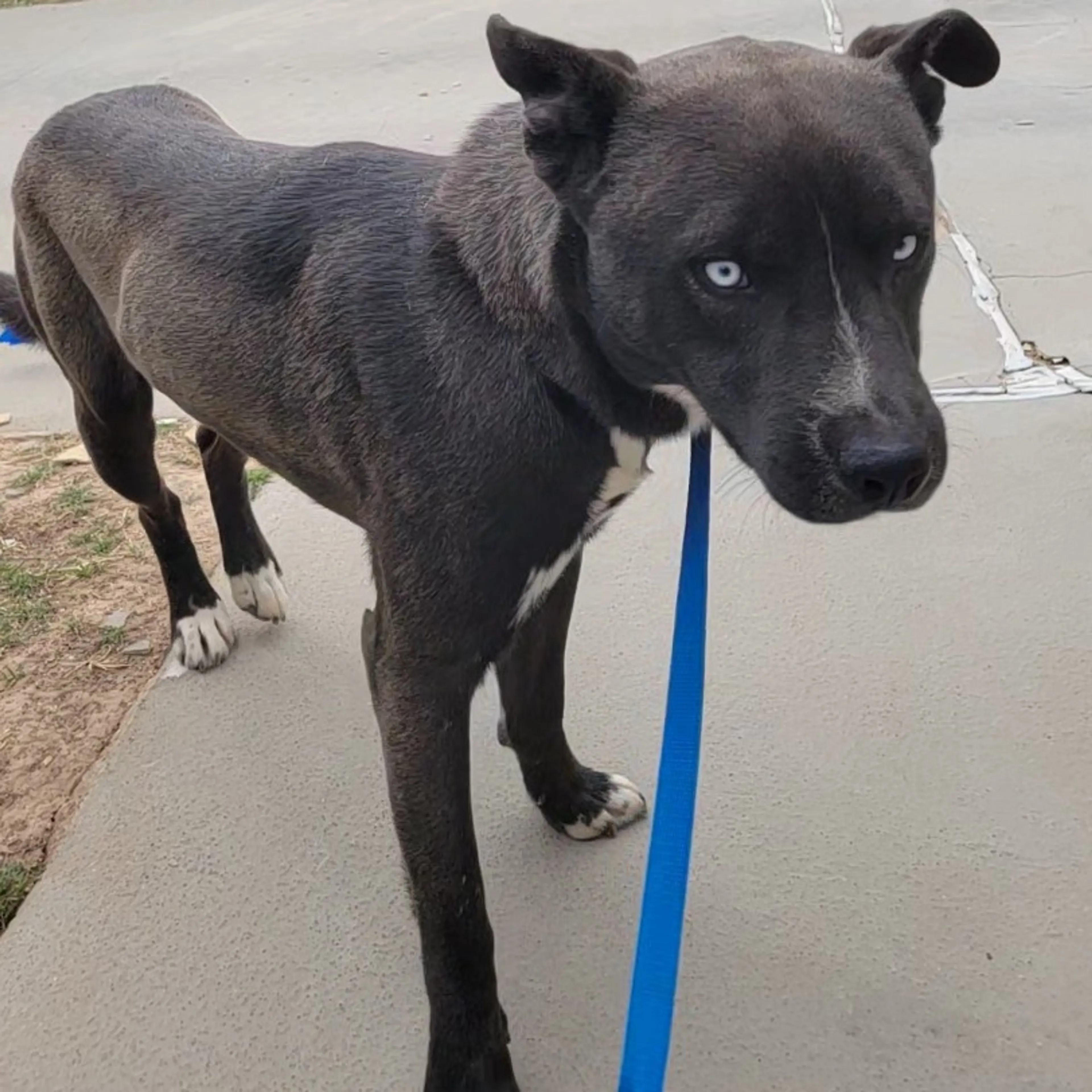 Found pet-4