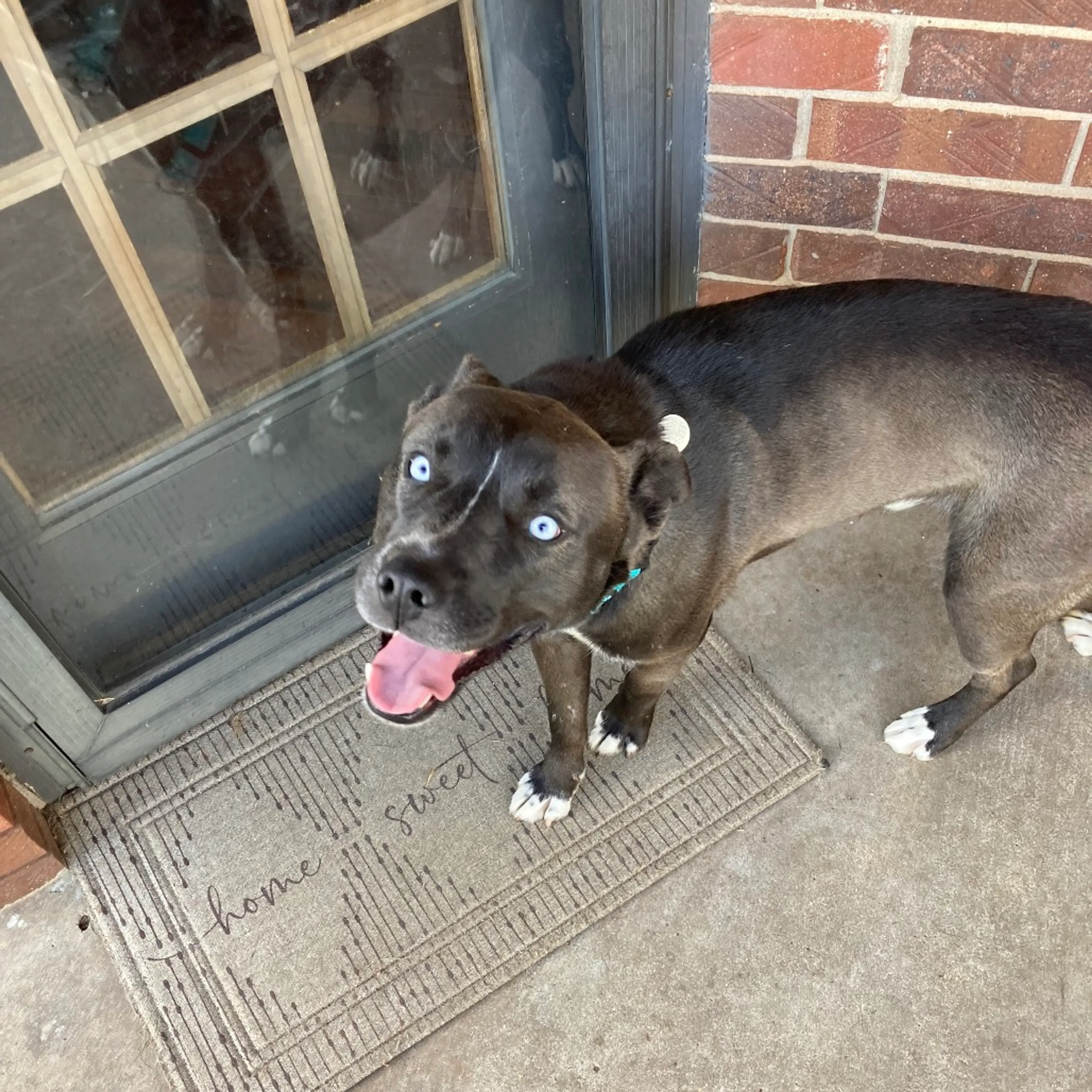 Found pet-9